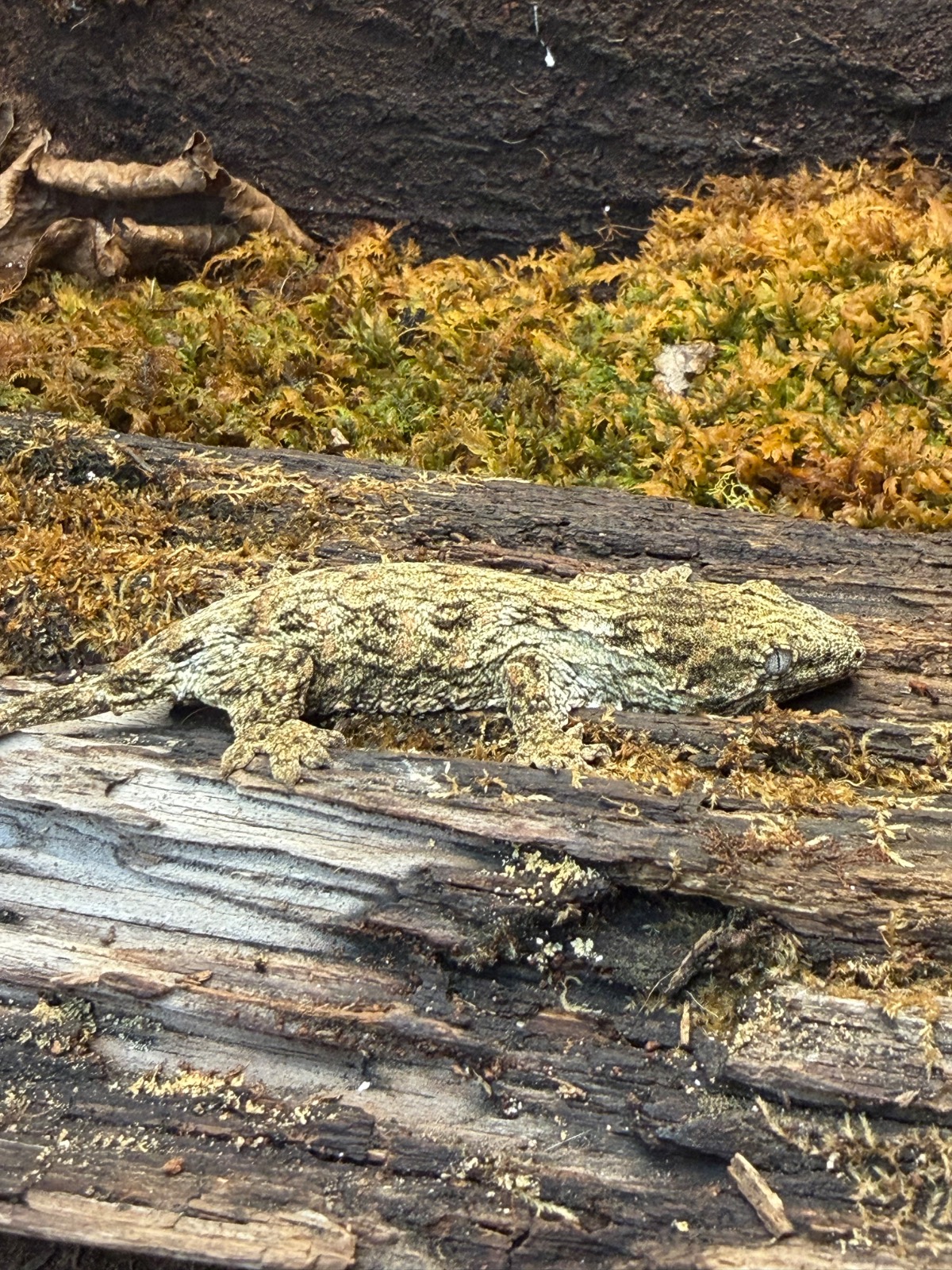 animal image