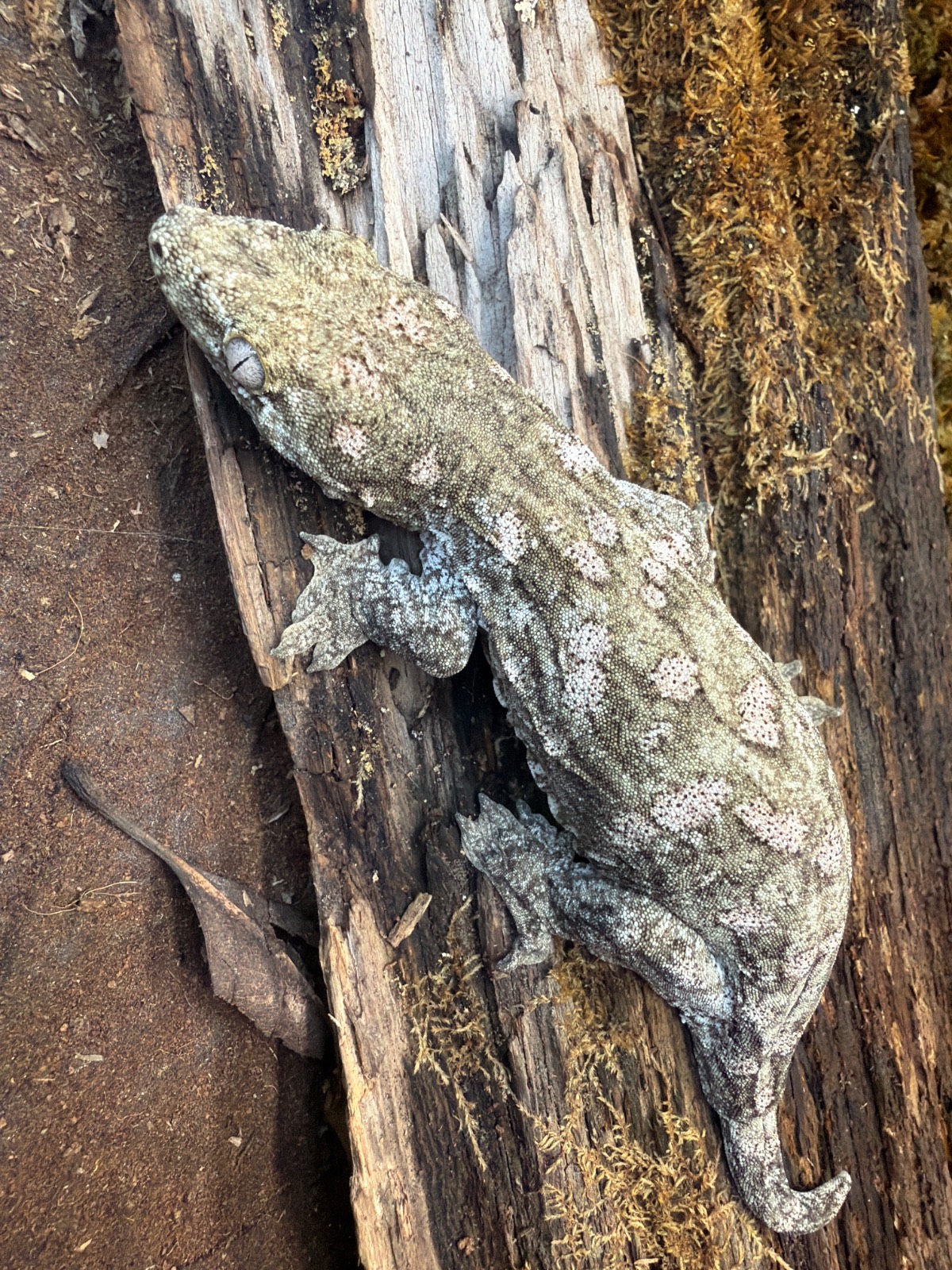 animal image
