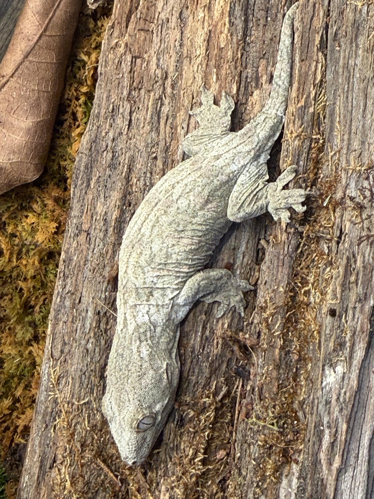 animal image