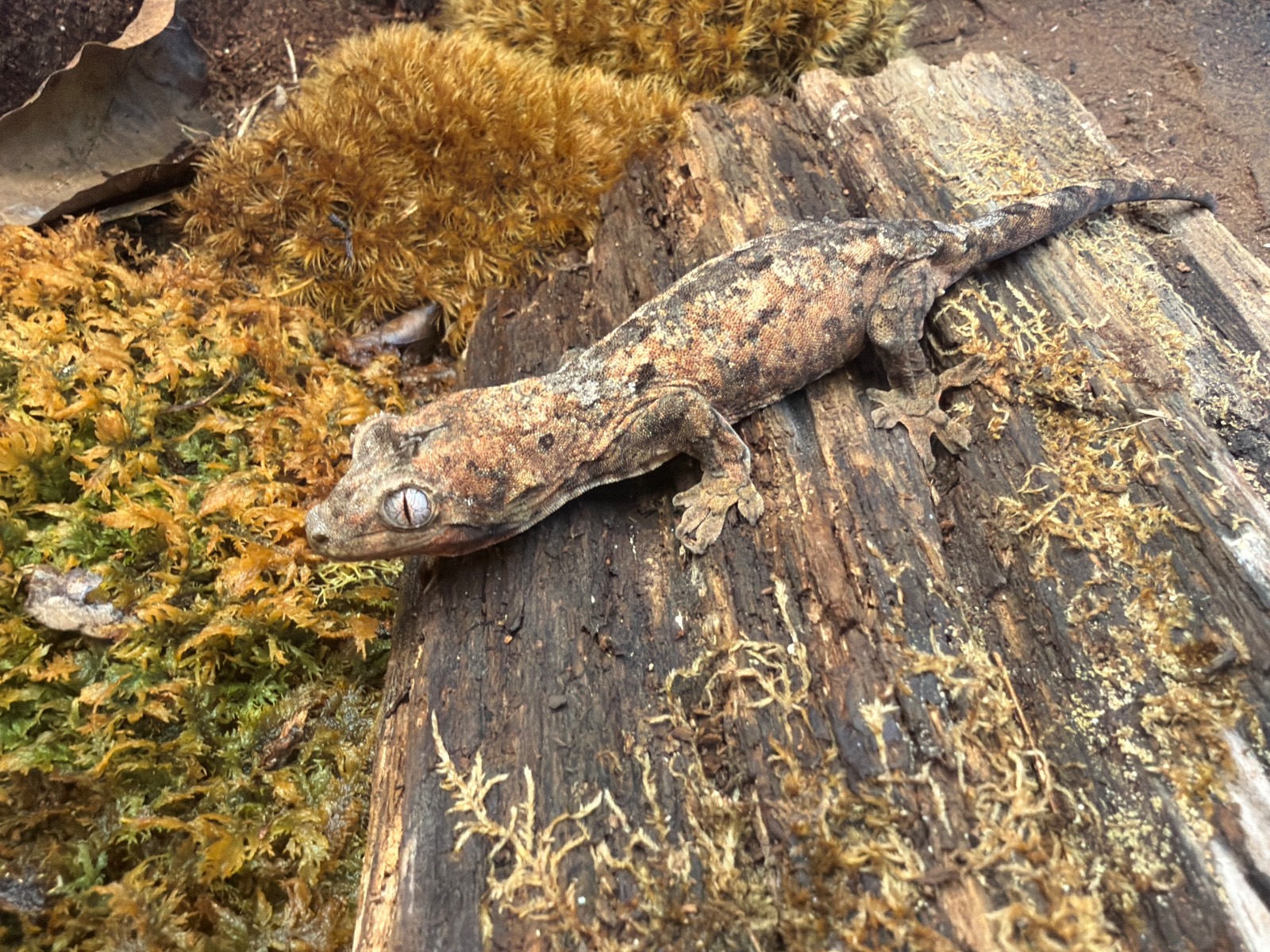 animal image