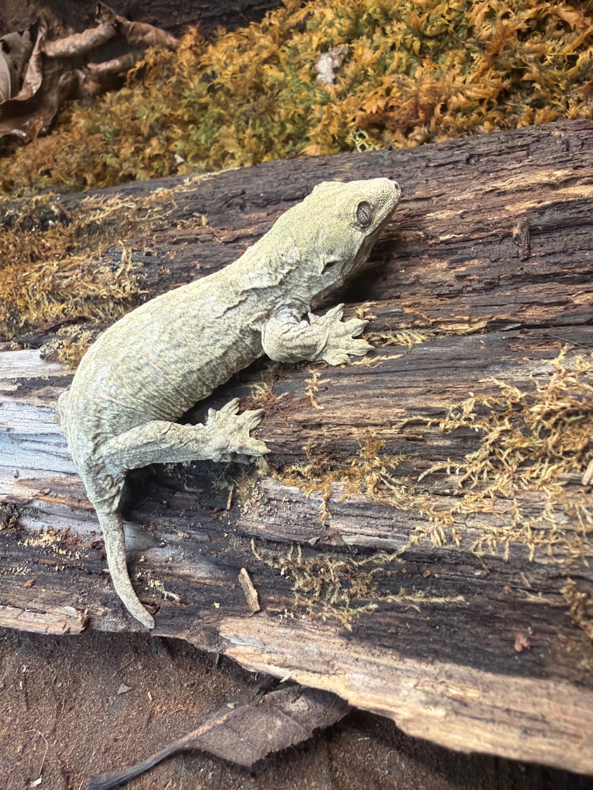 animal image
