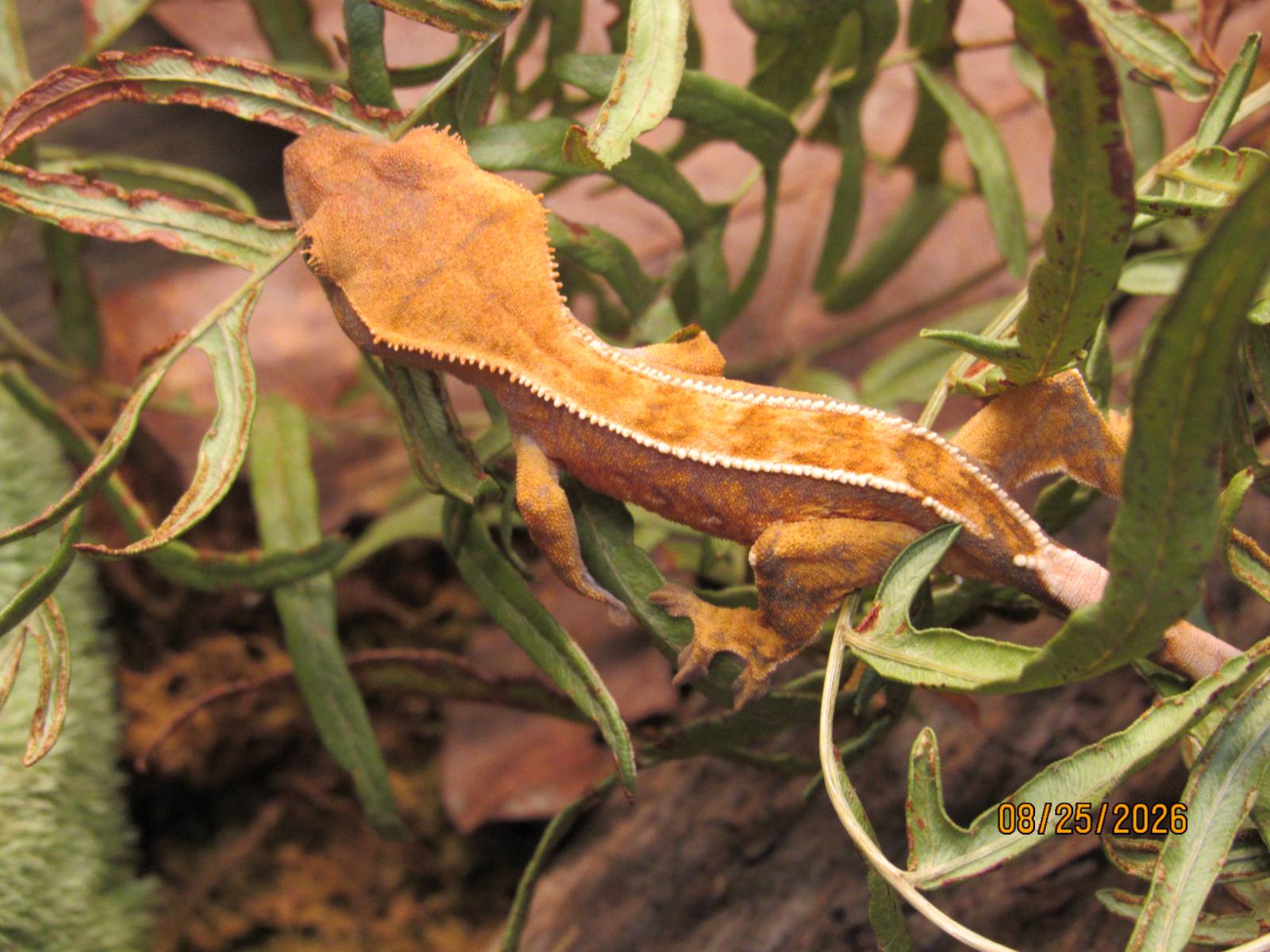 animal image
