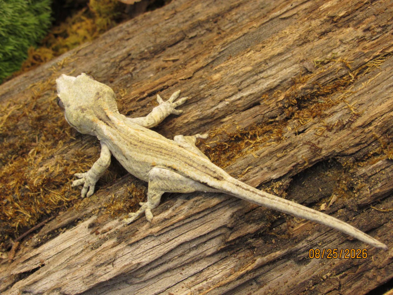 animal image