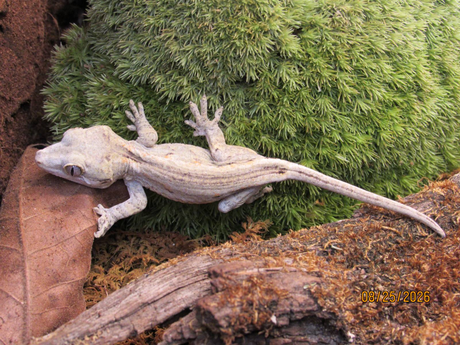 animal image