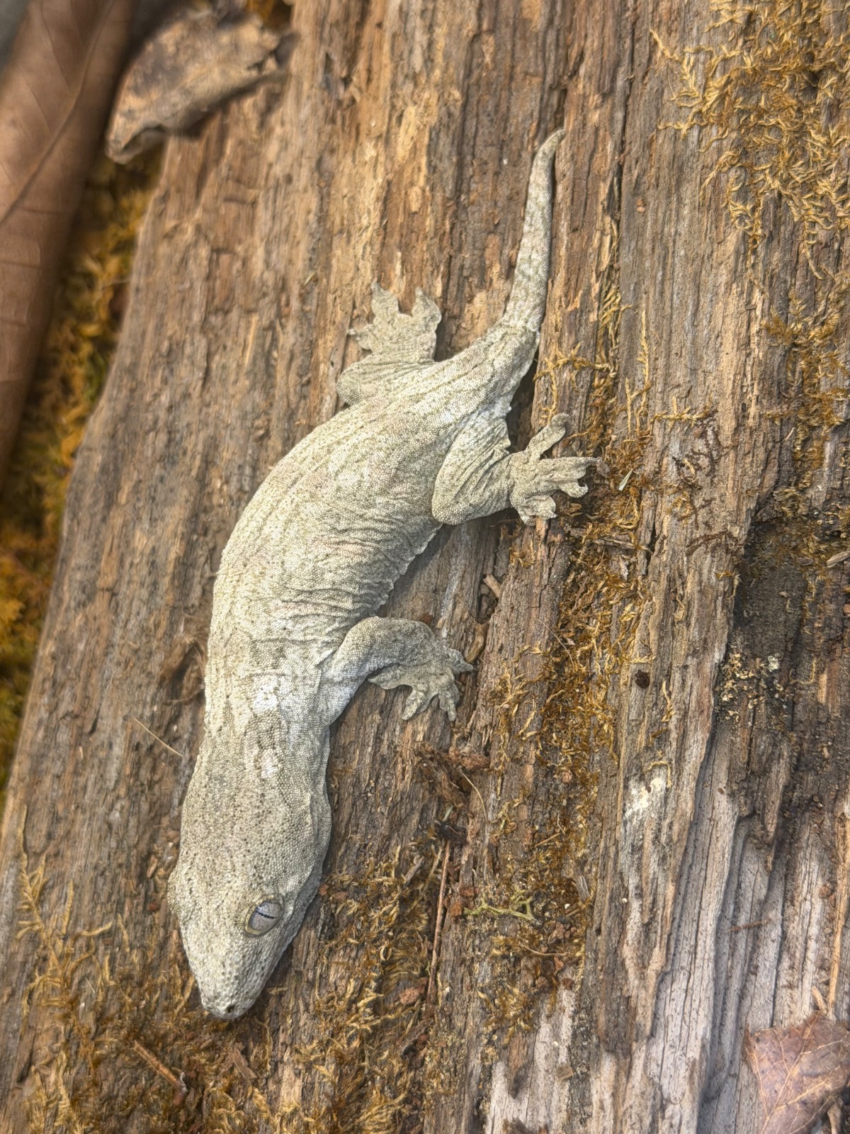 animal image
