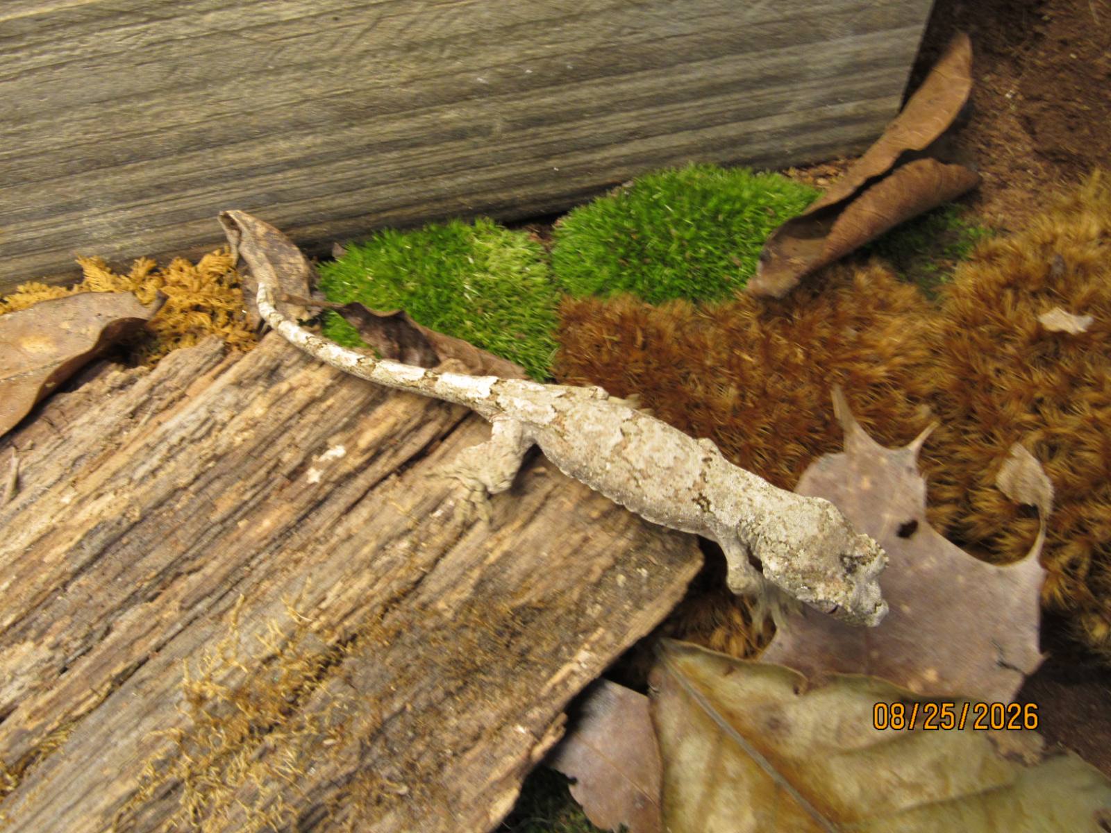 animal image