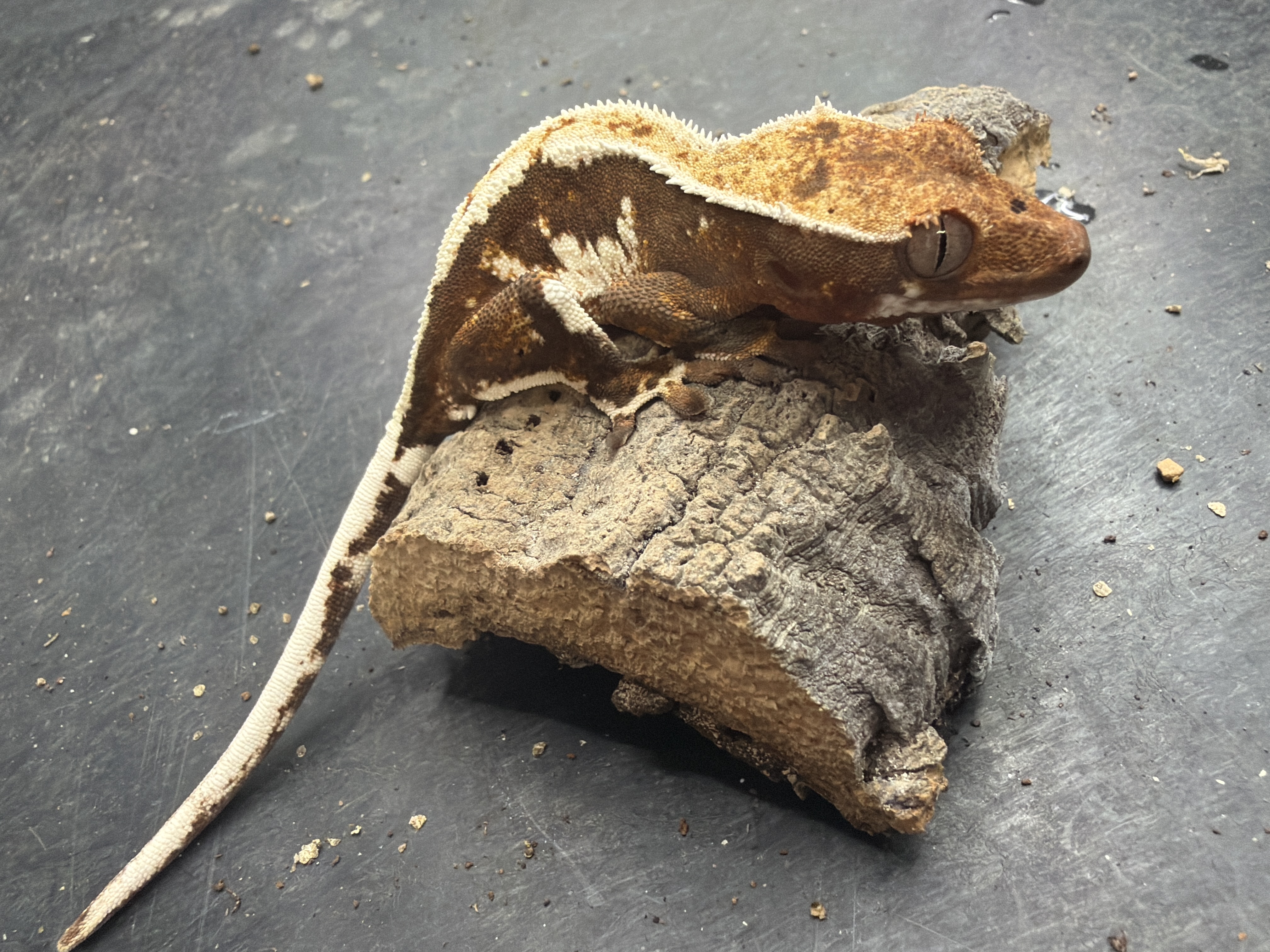 animal image