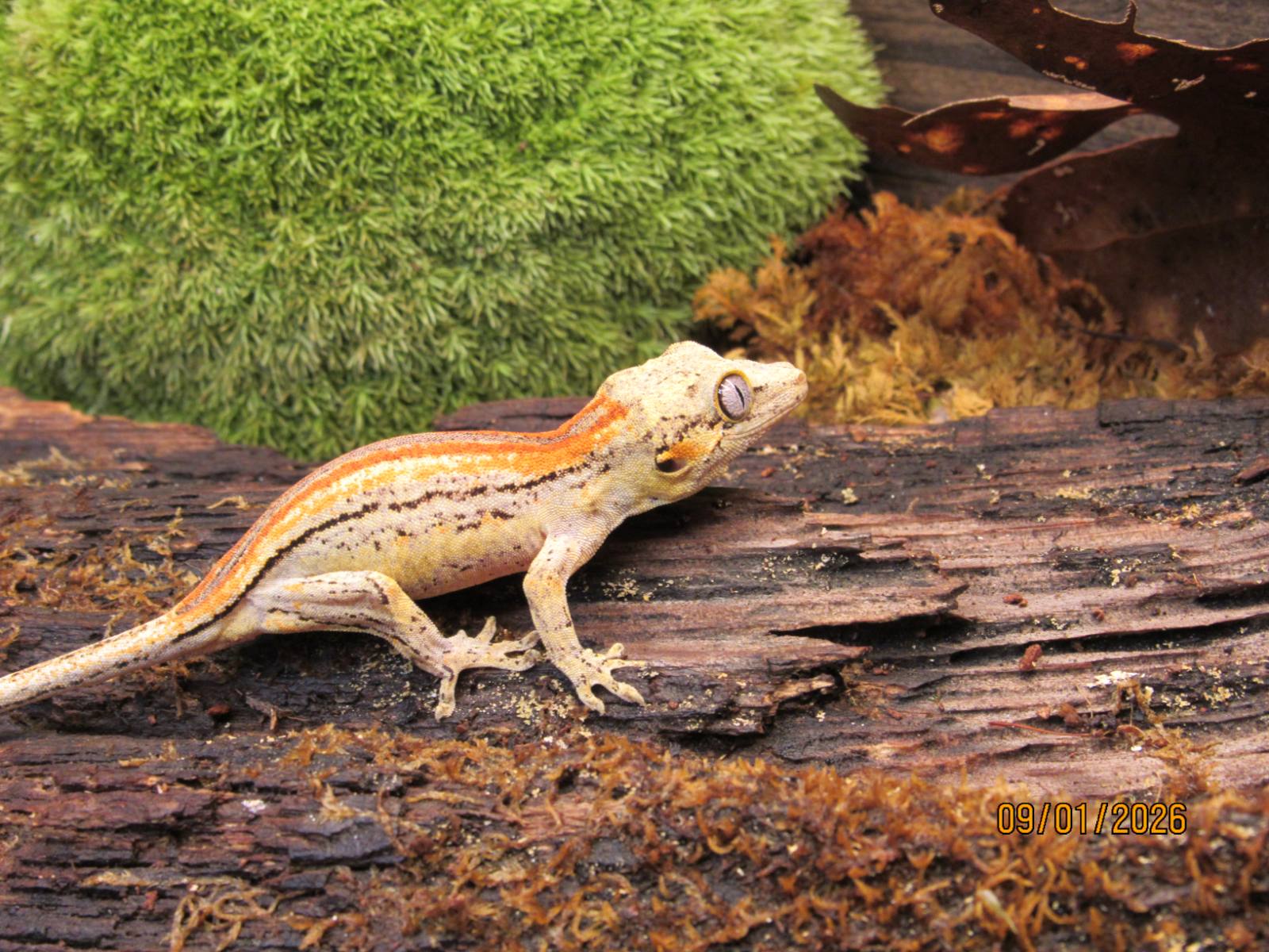 animal image