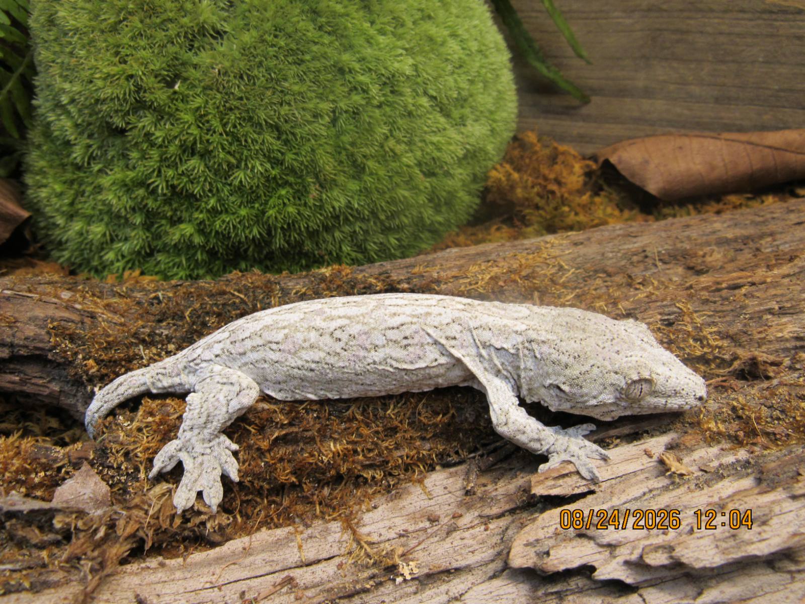 animal image