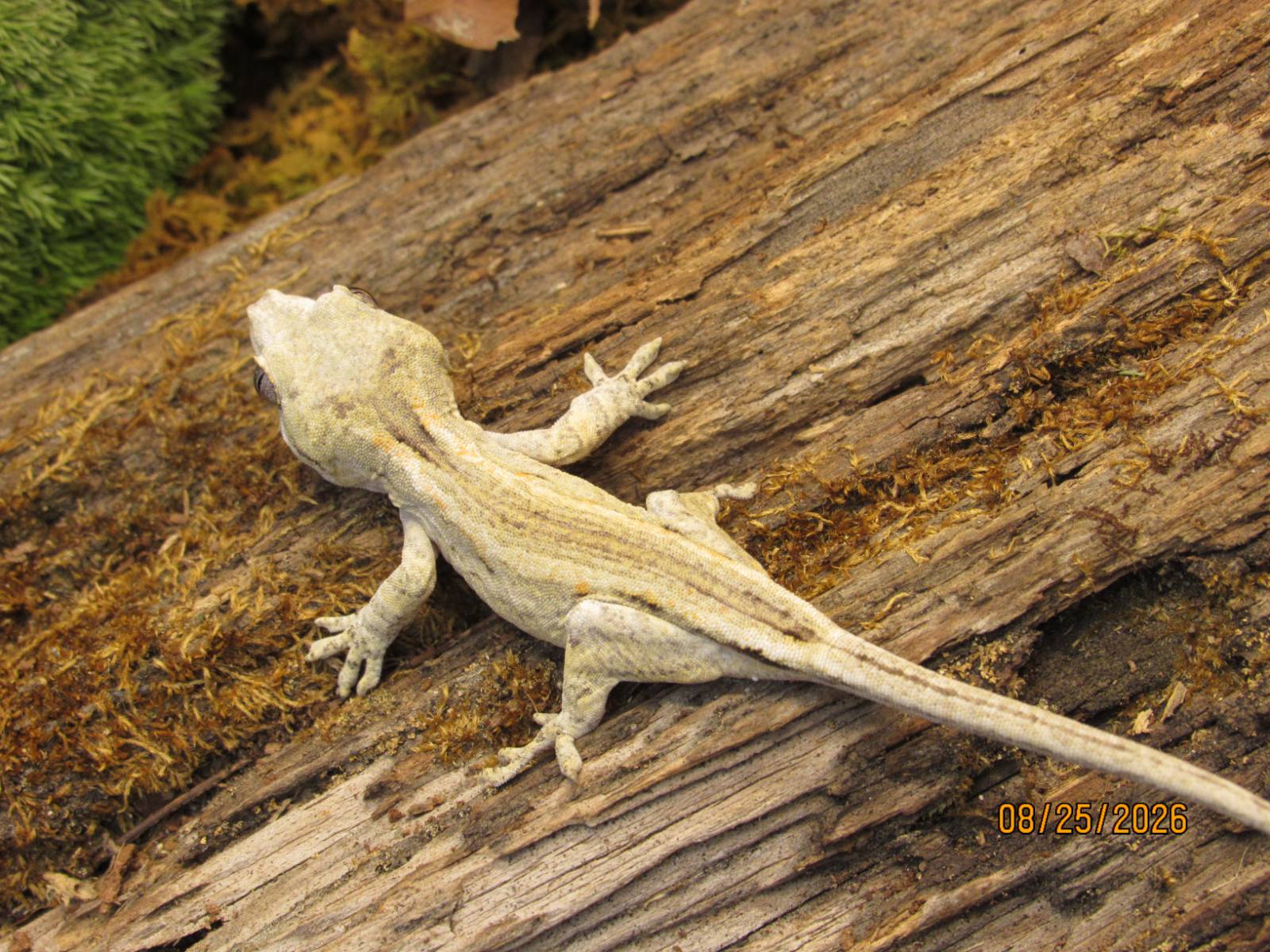 animal image