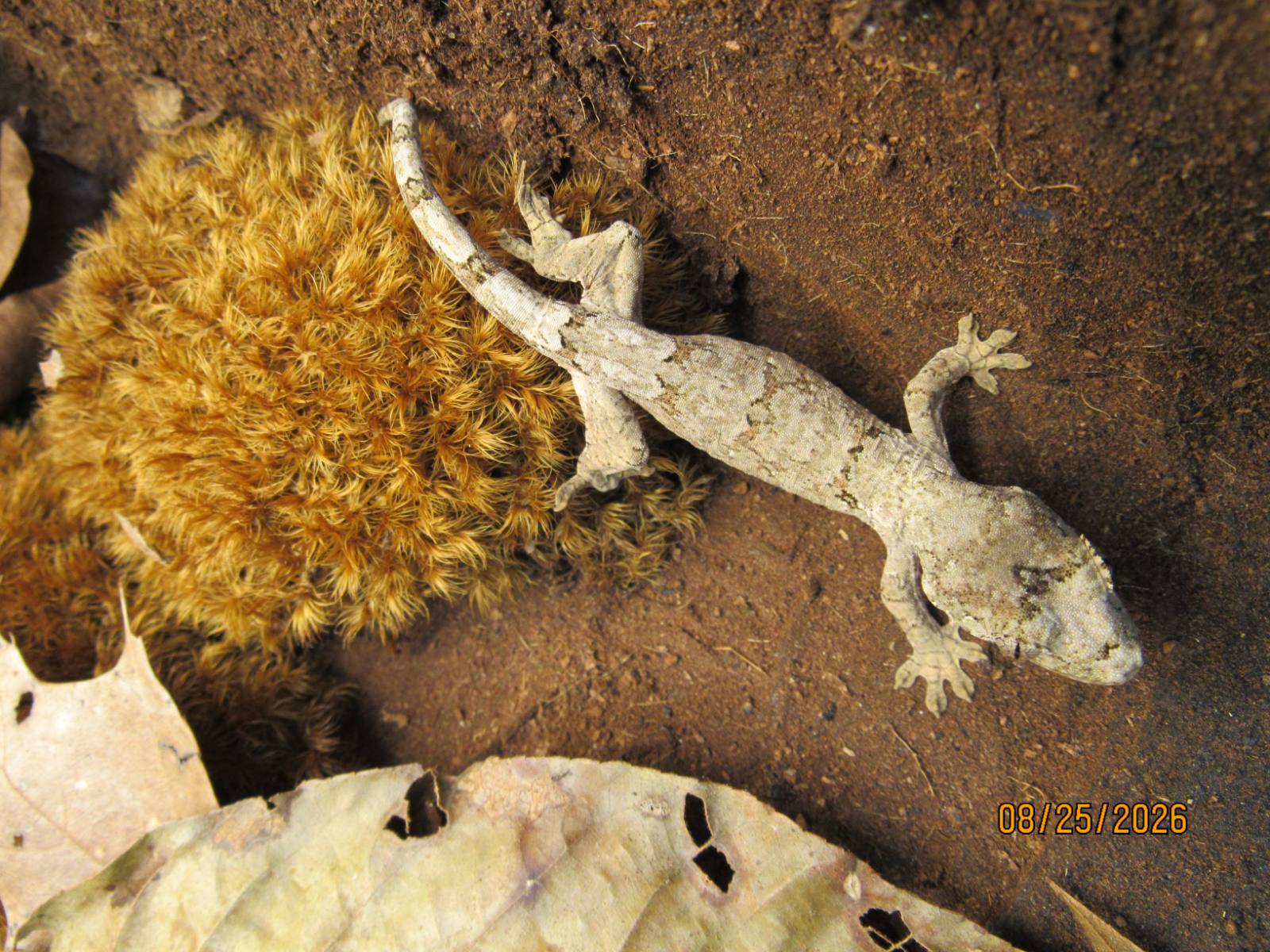 animal image
