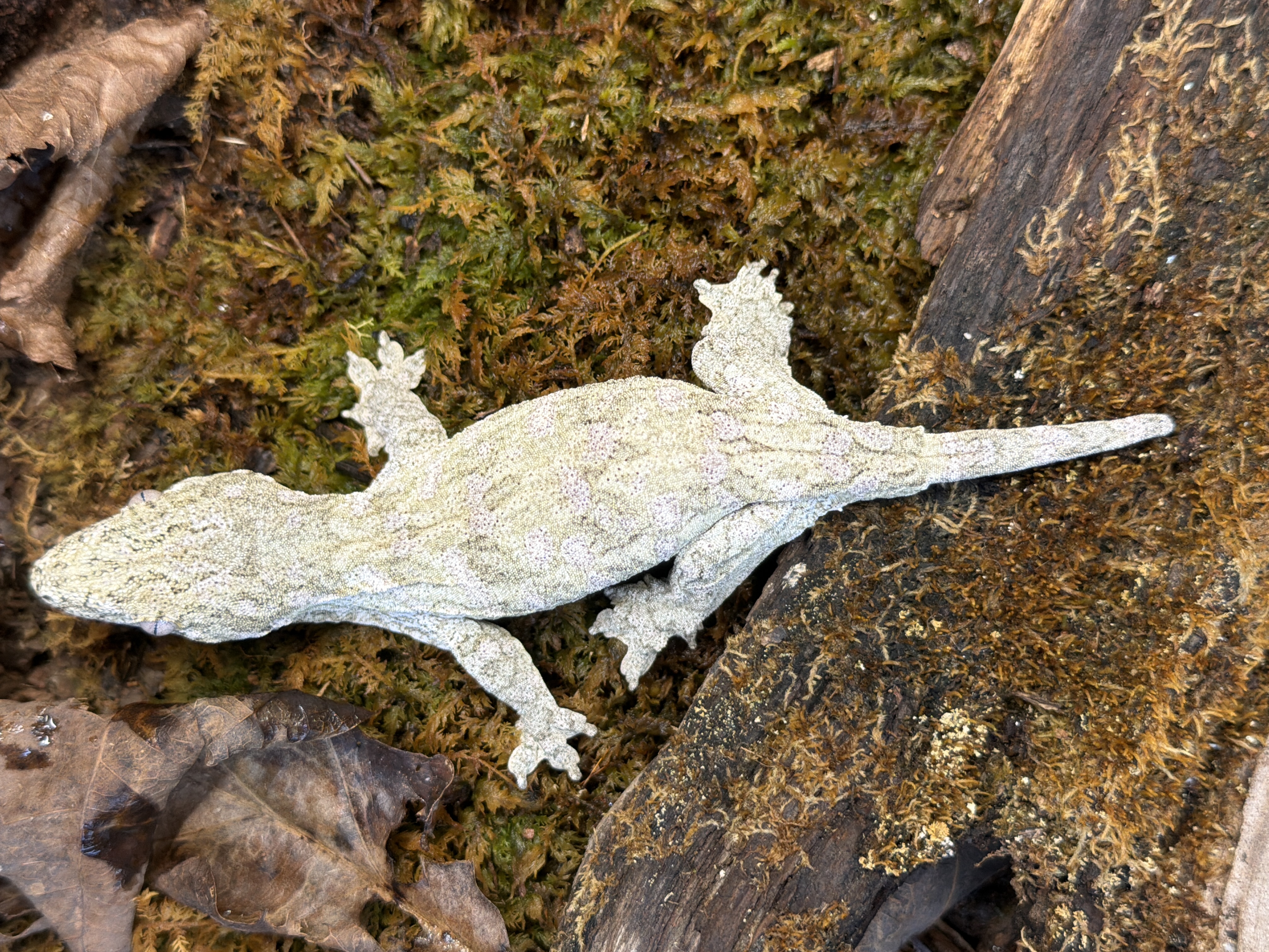 animal image