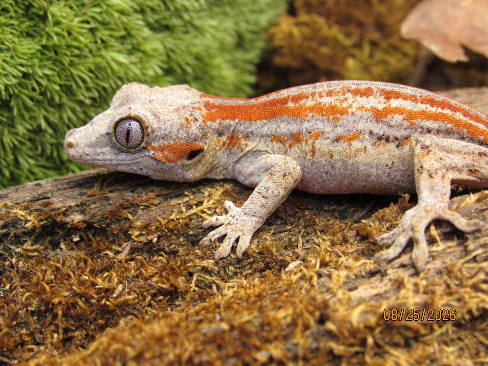 animal image