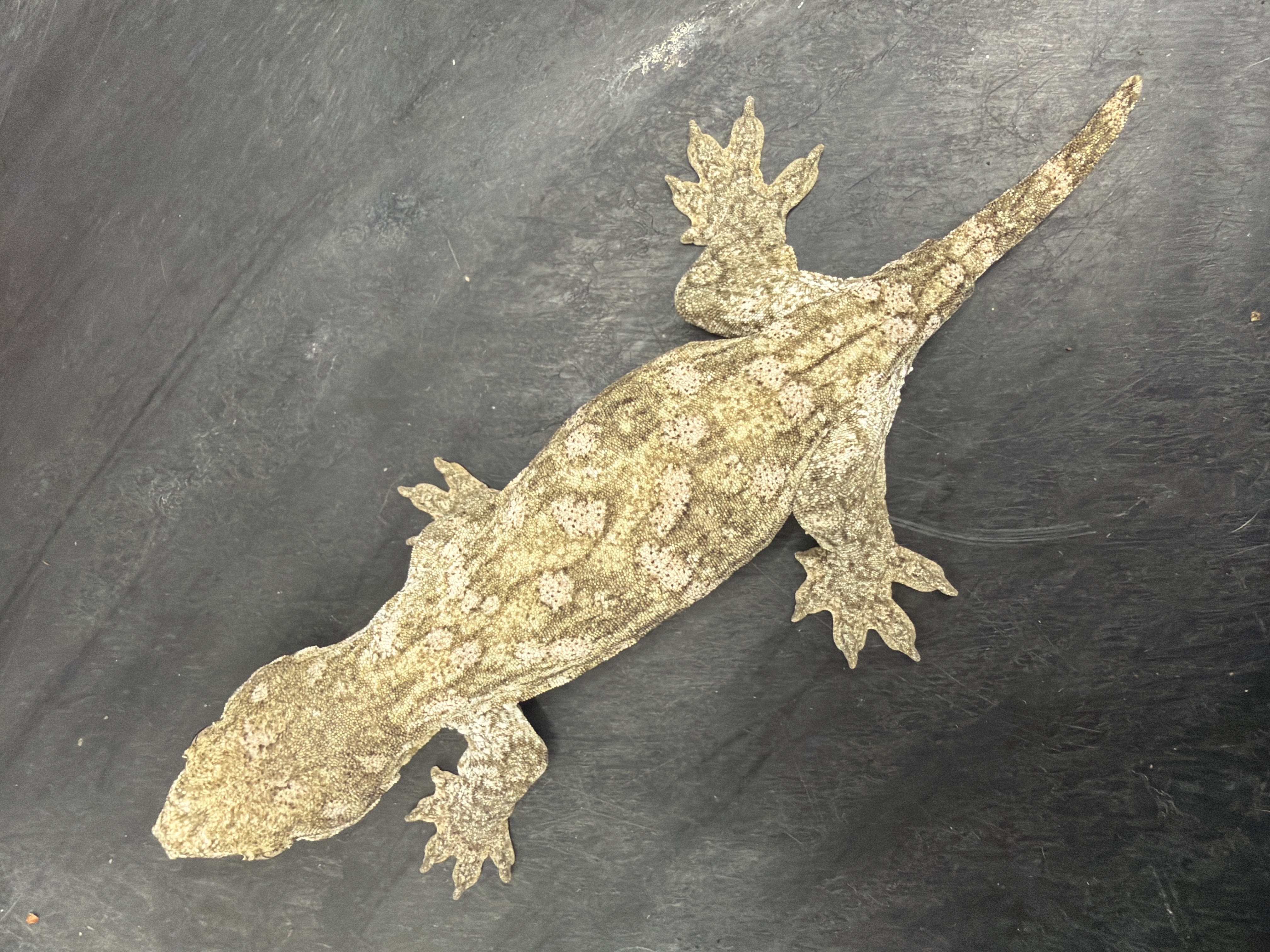 animal image