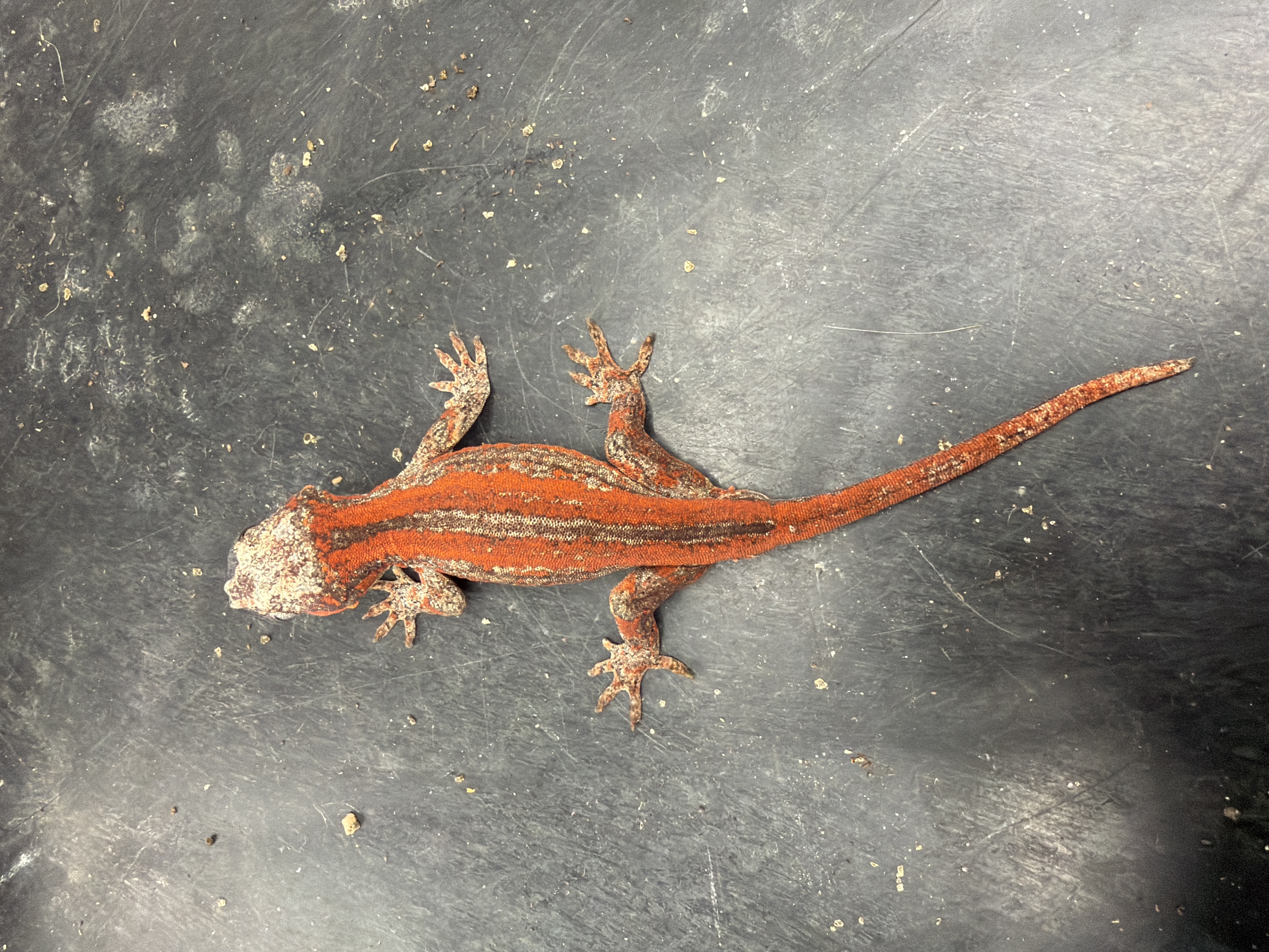 animal image