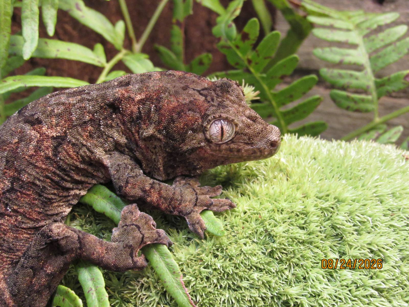 animal image