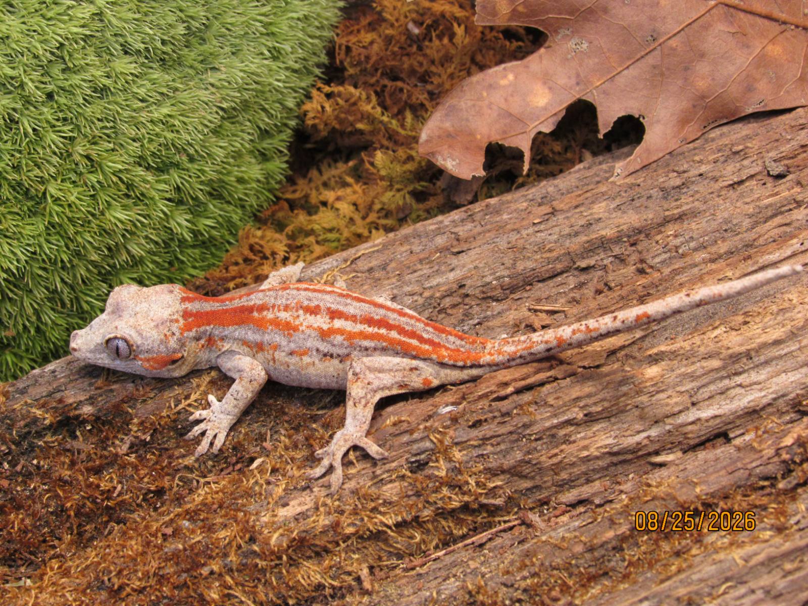 animal image