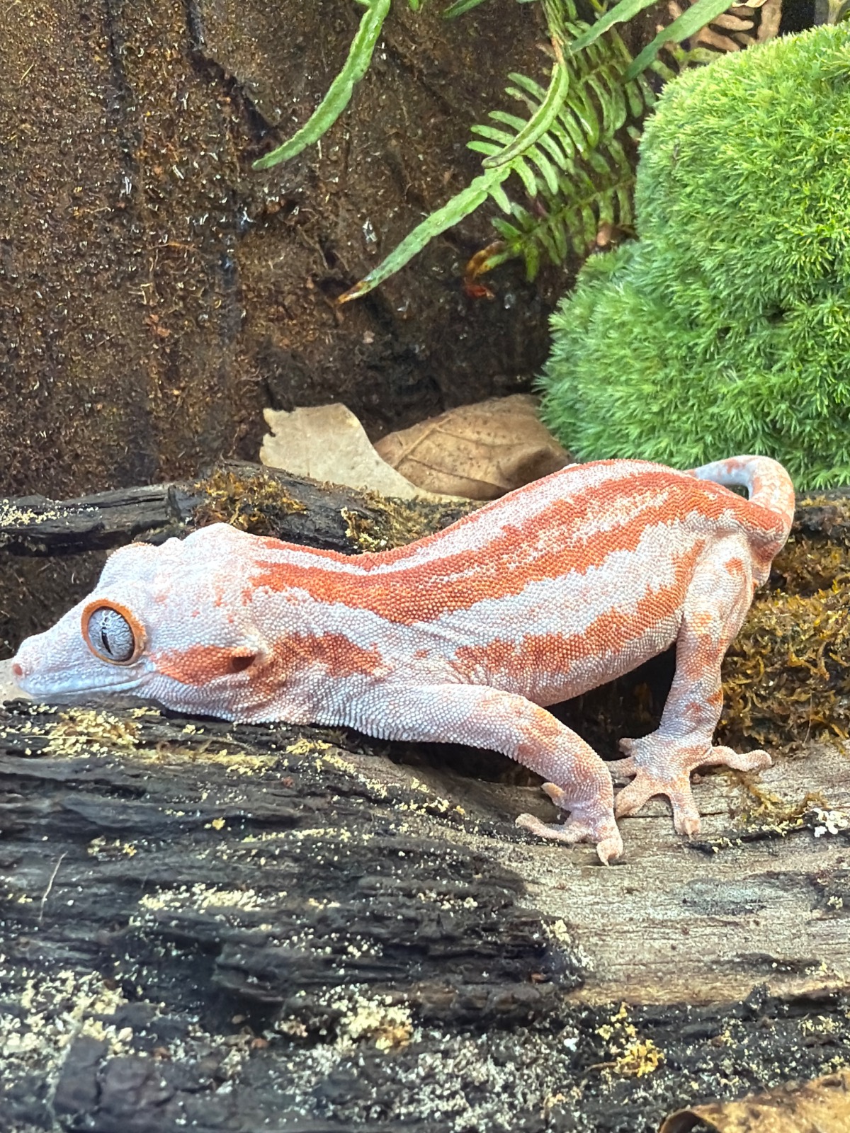 animal image