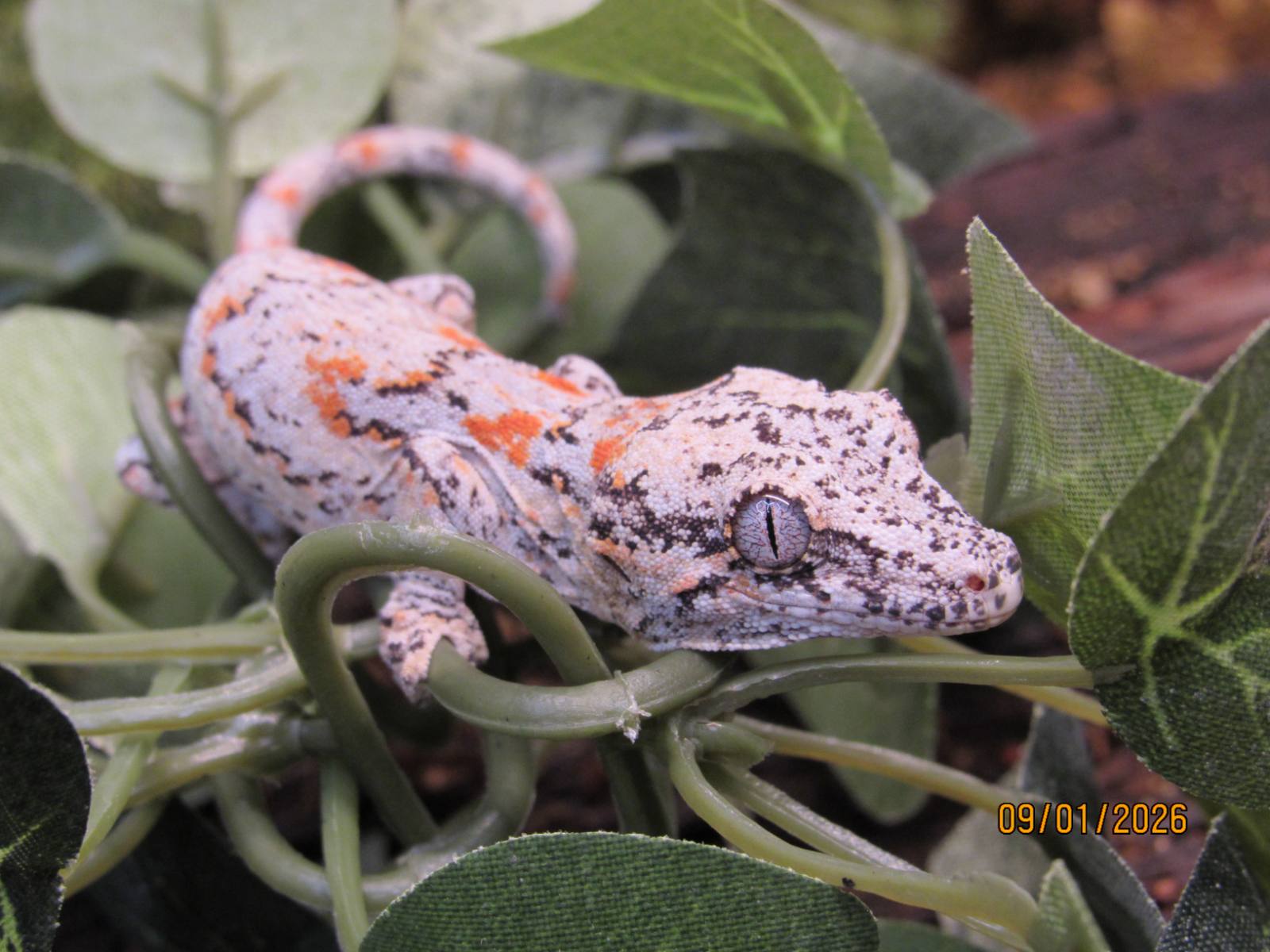animal image