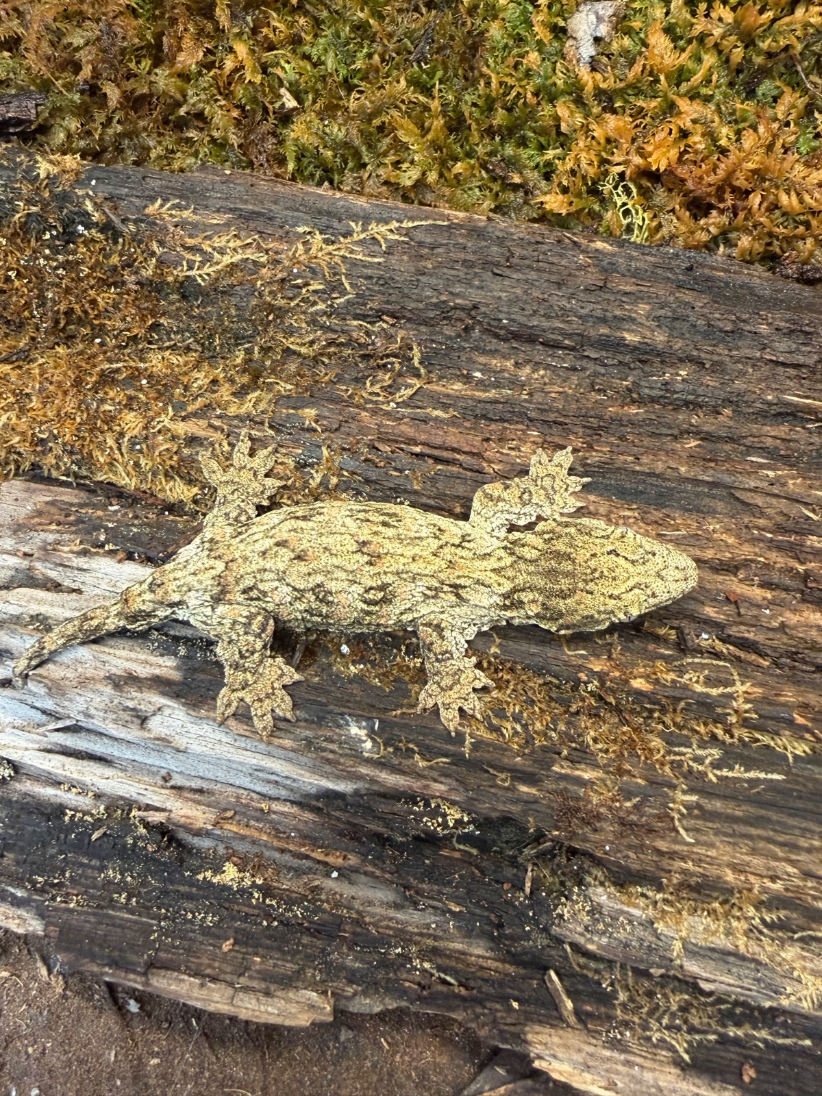 animal image