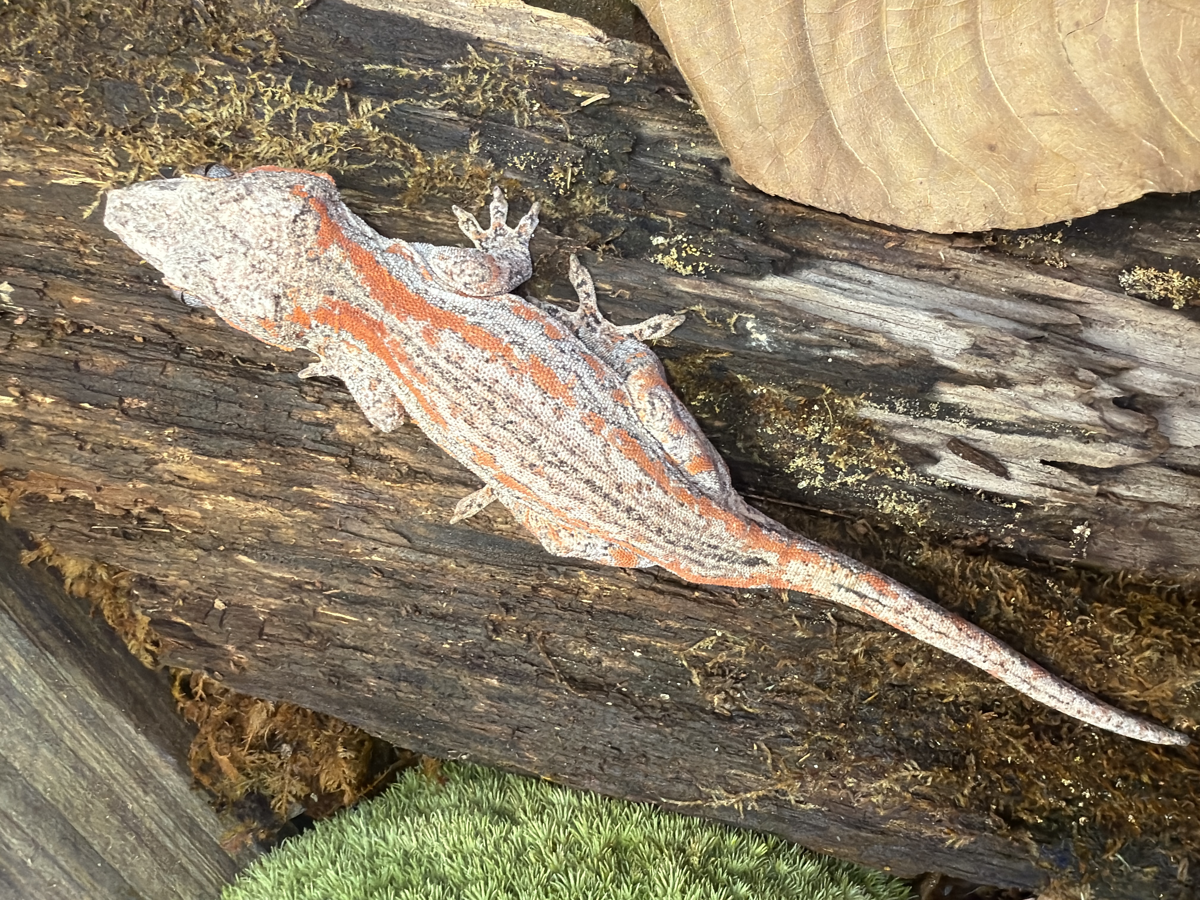 animal image