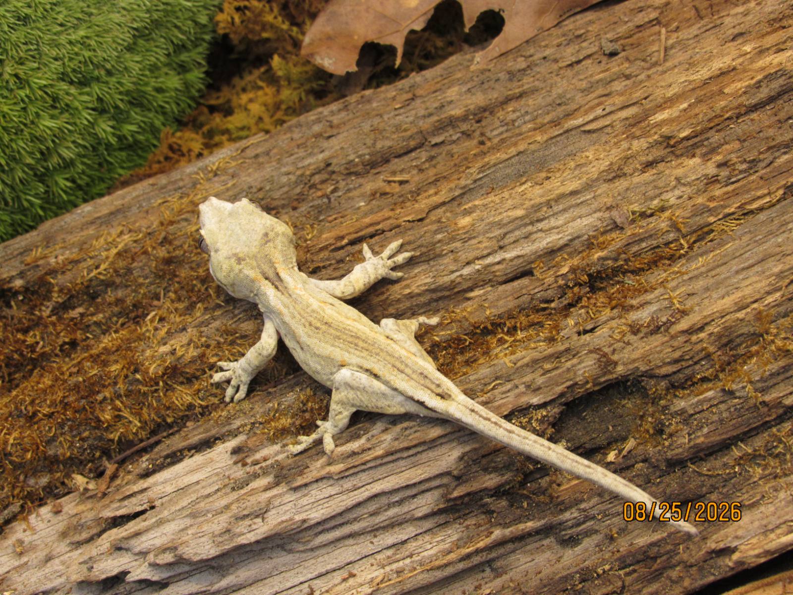 animal image