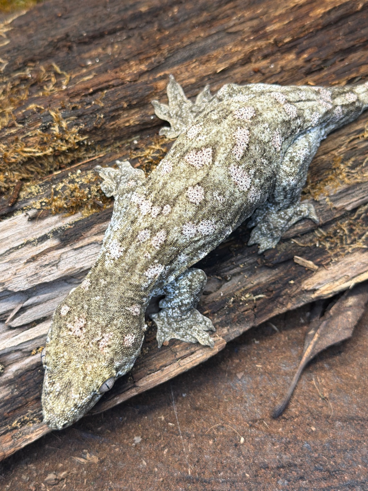 animal image