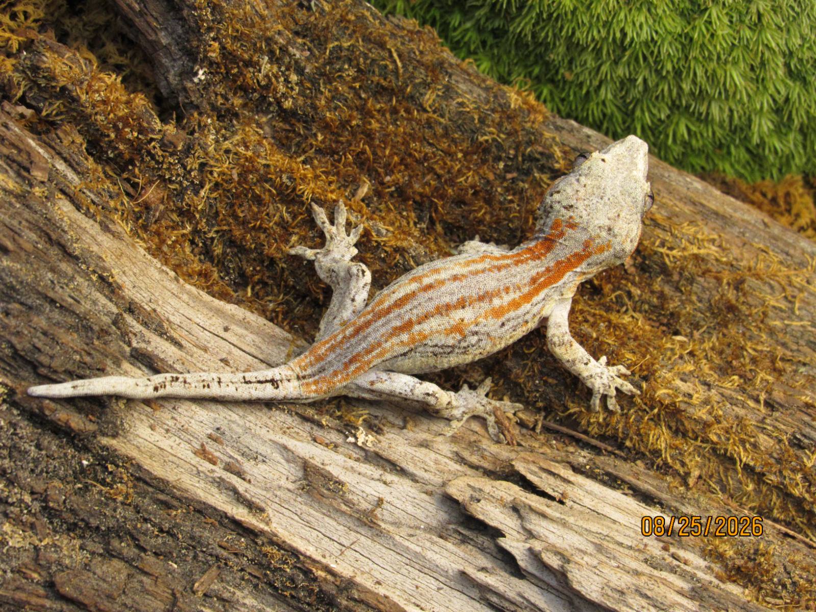 animal image