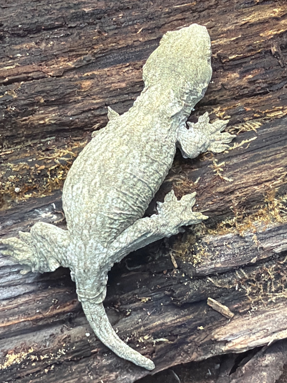 animal image