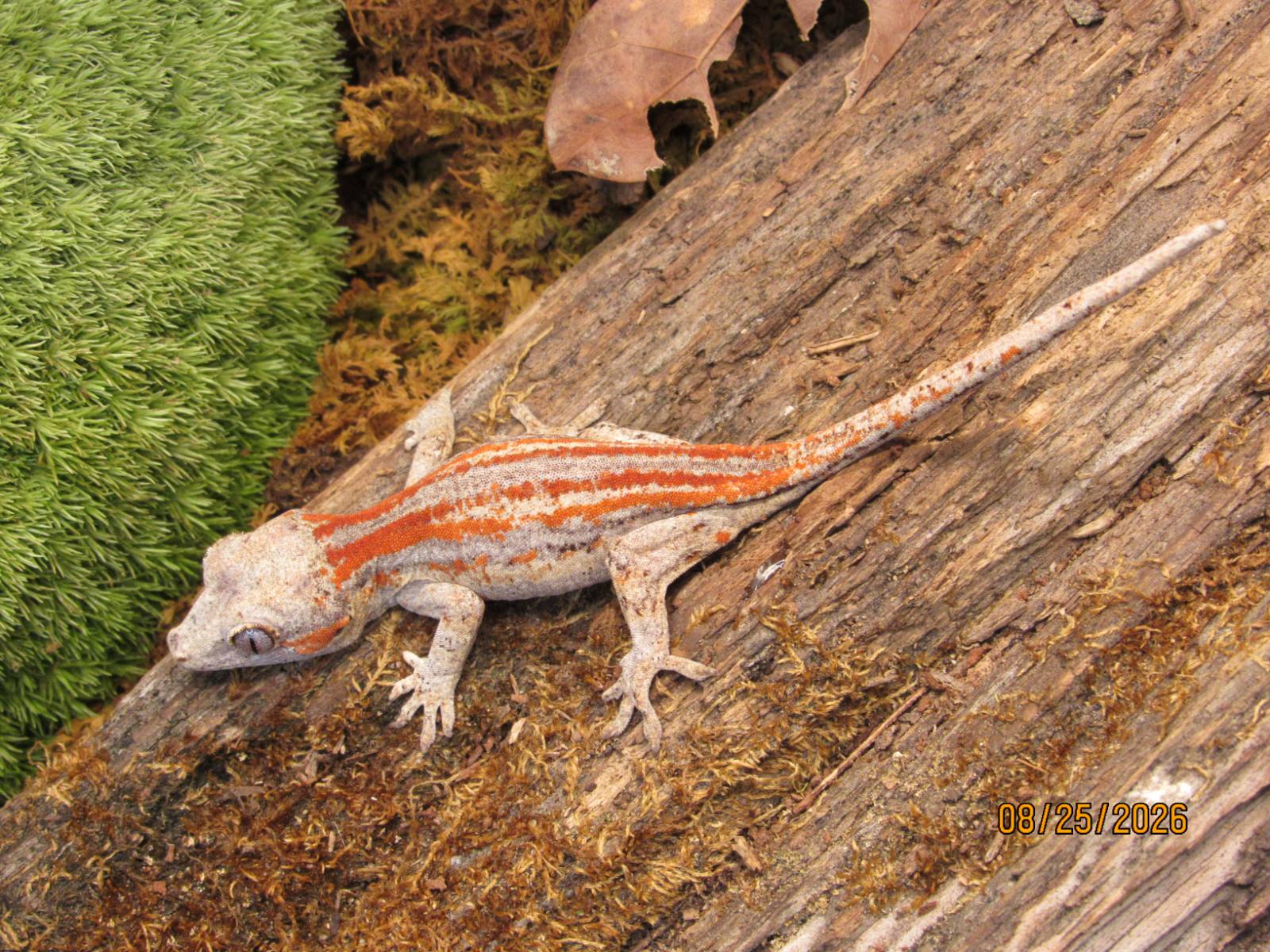 animal image