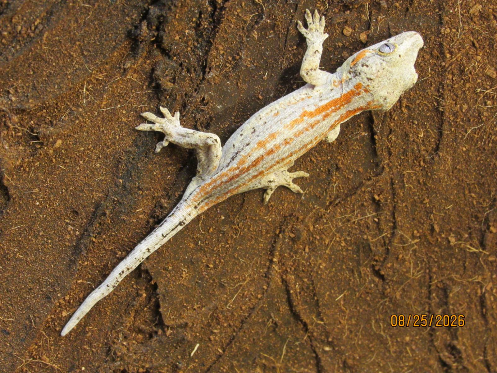 animal image
