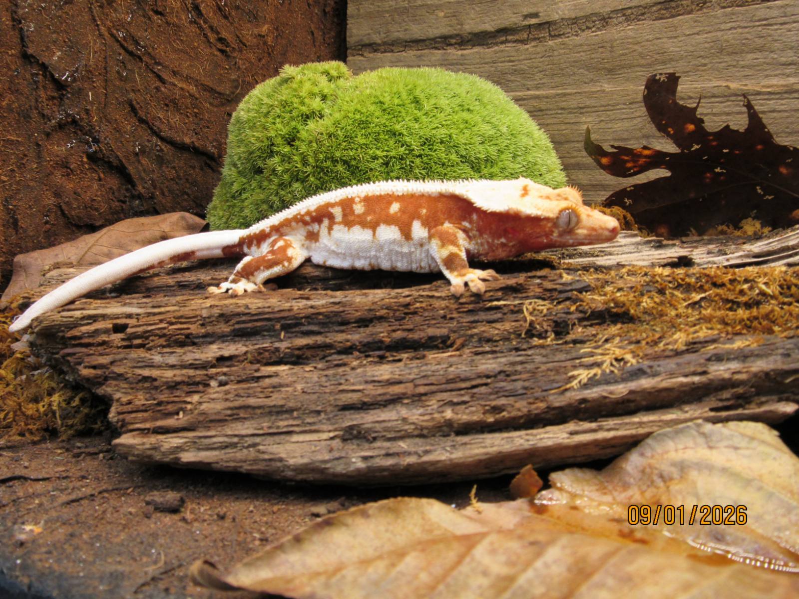 animal image