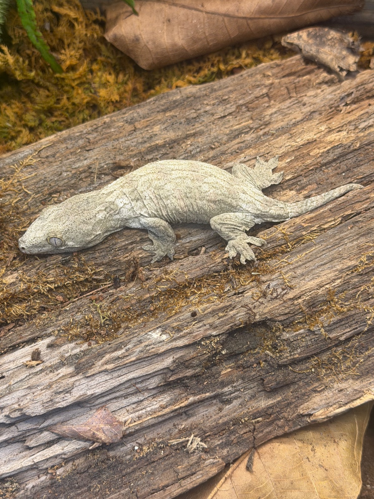animal image