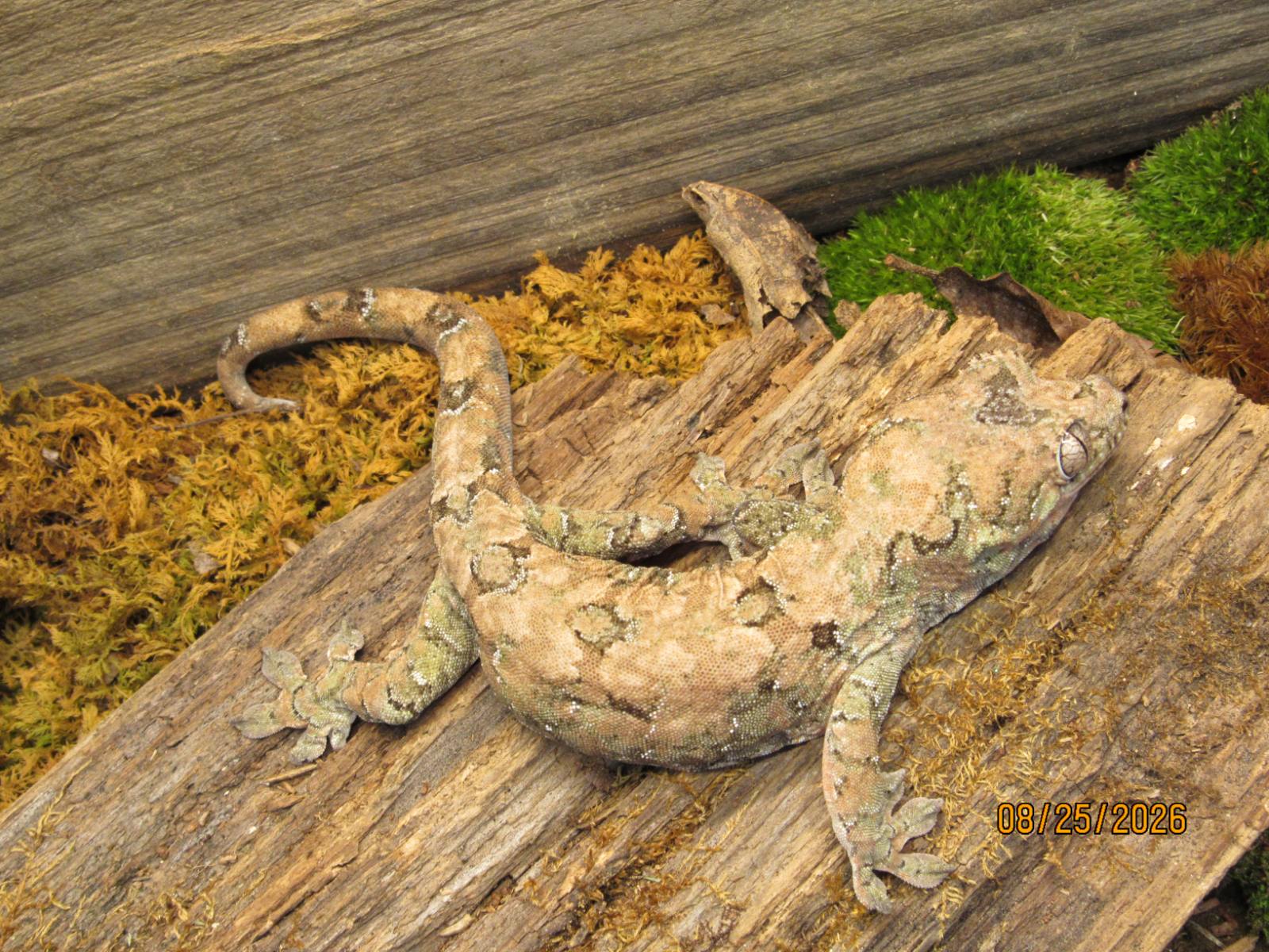 animal image