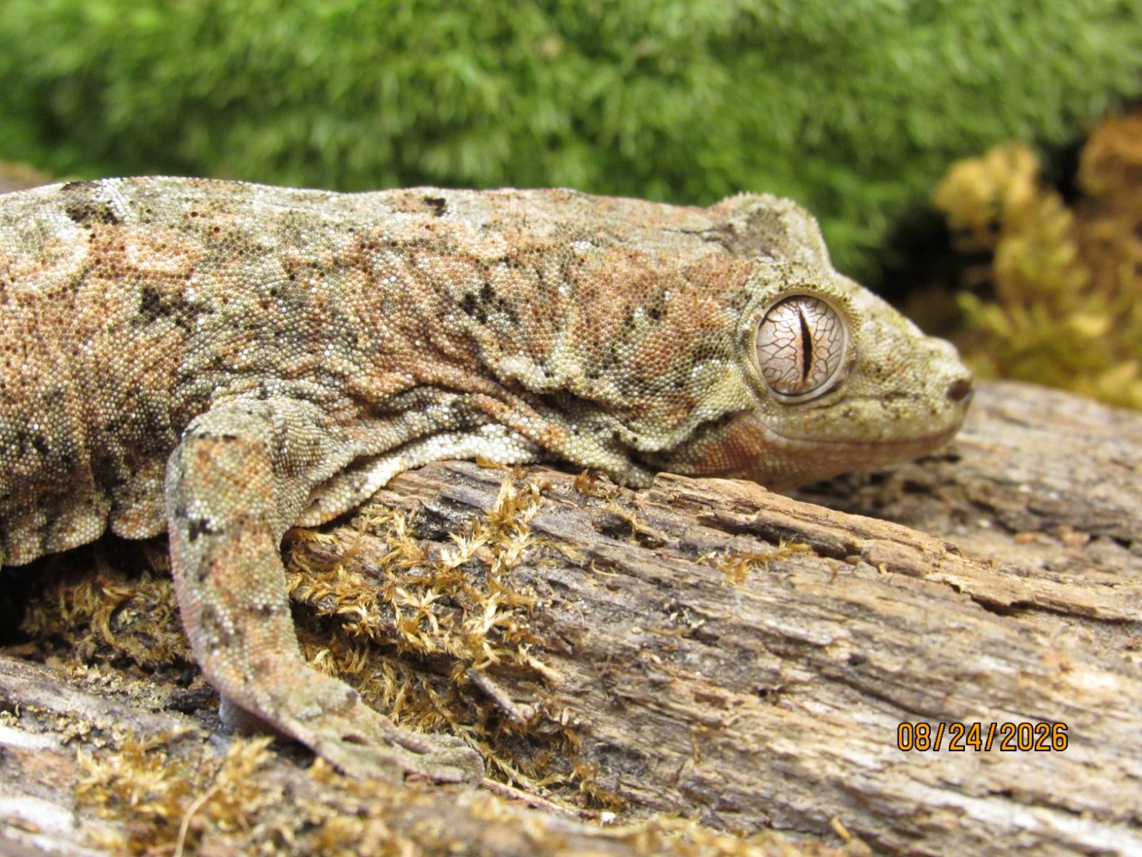 animal image