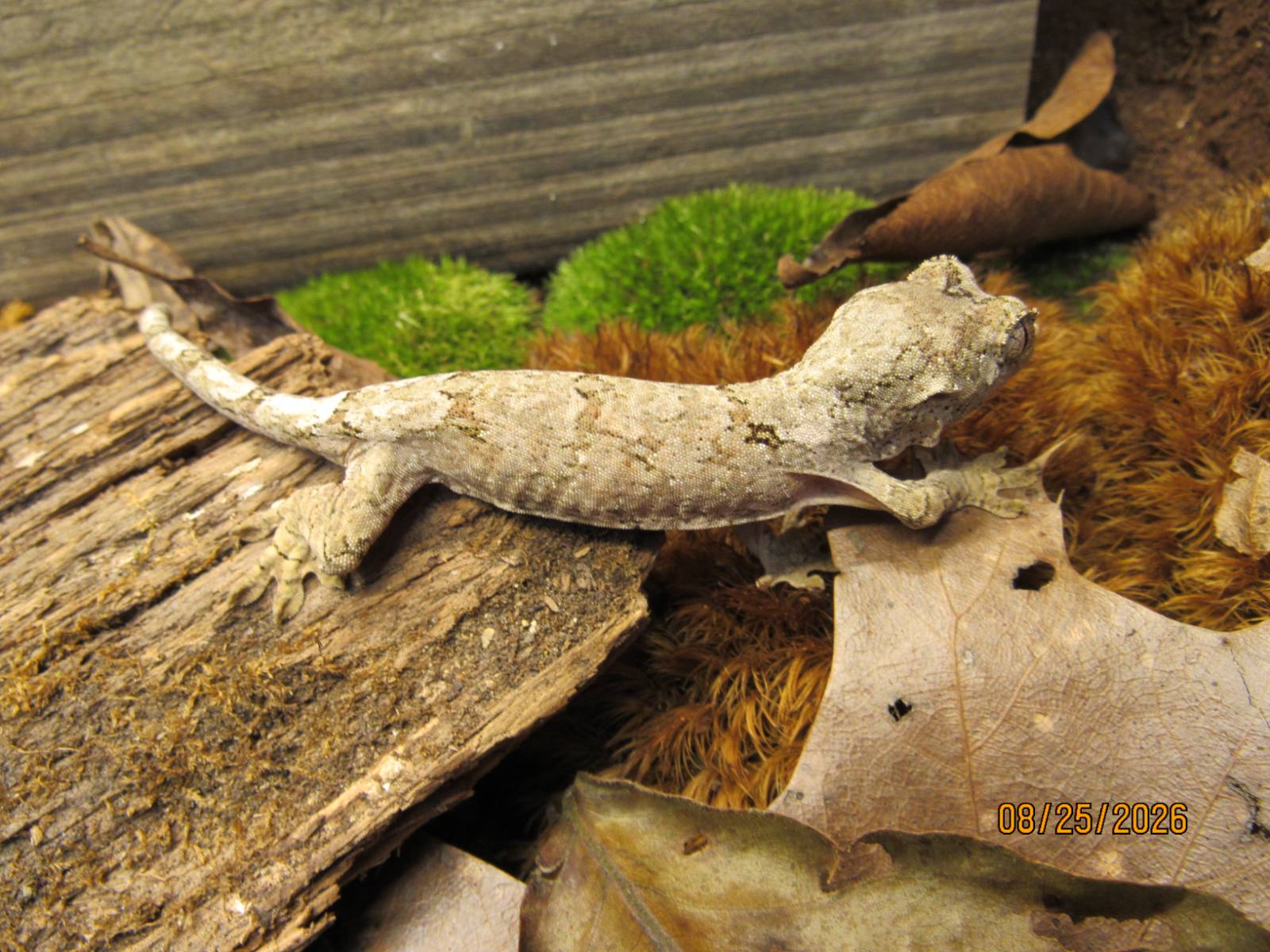 animal image