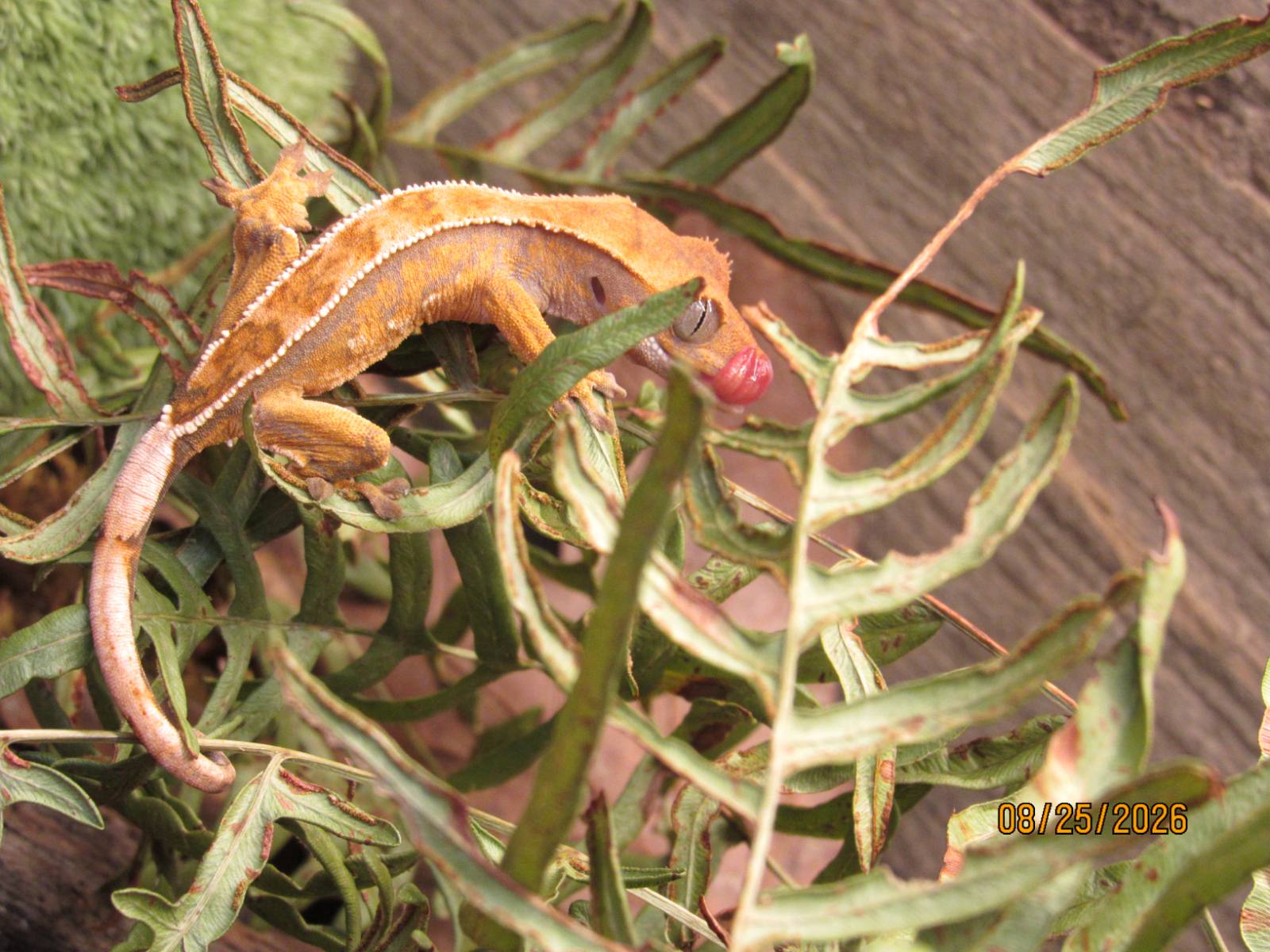 animal image