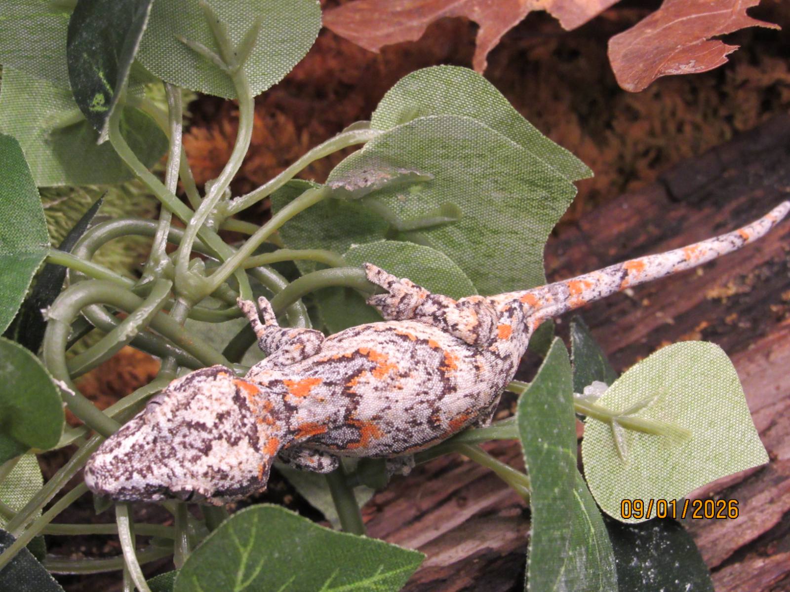 animal image