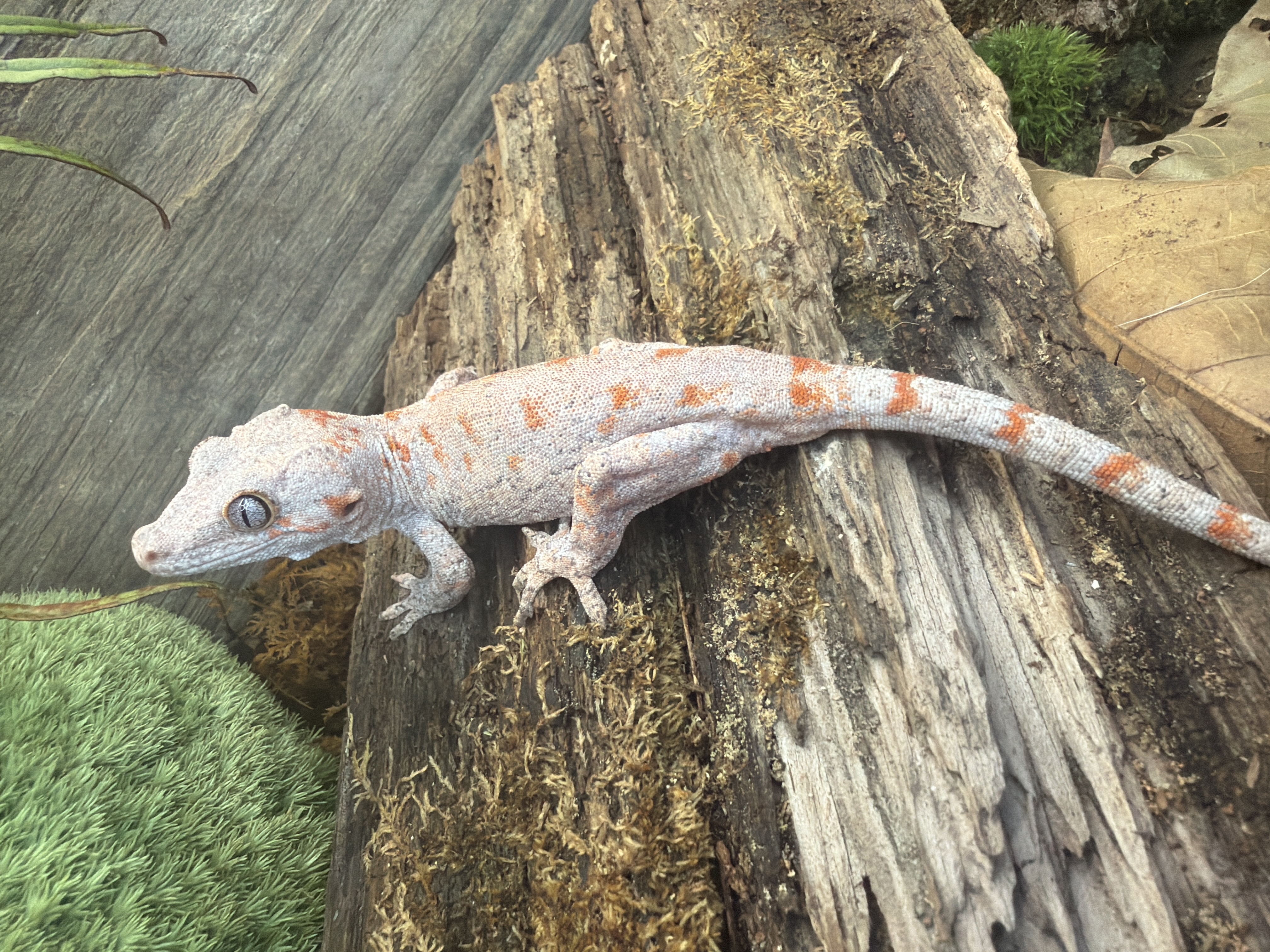animal image