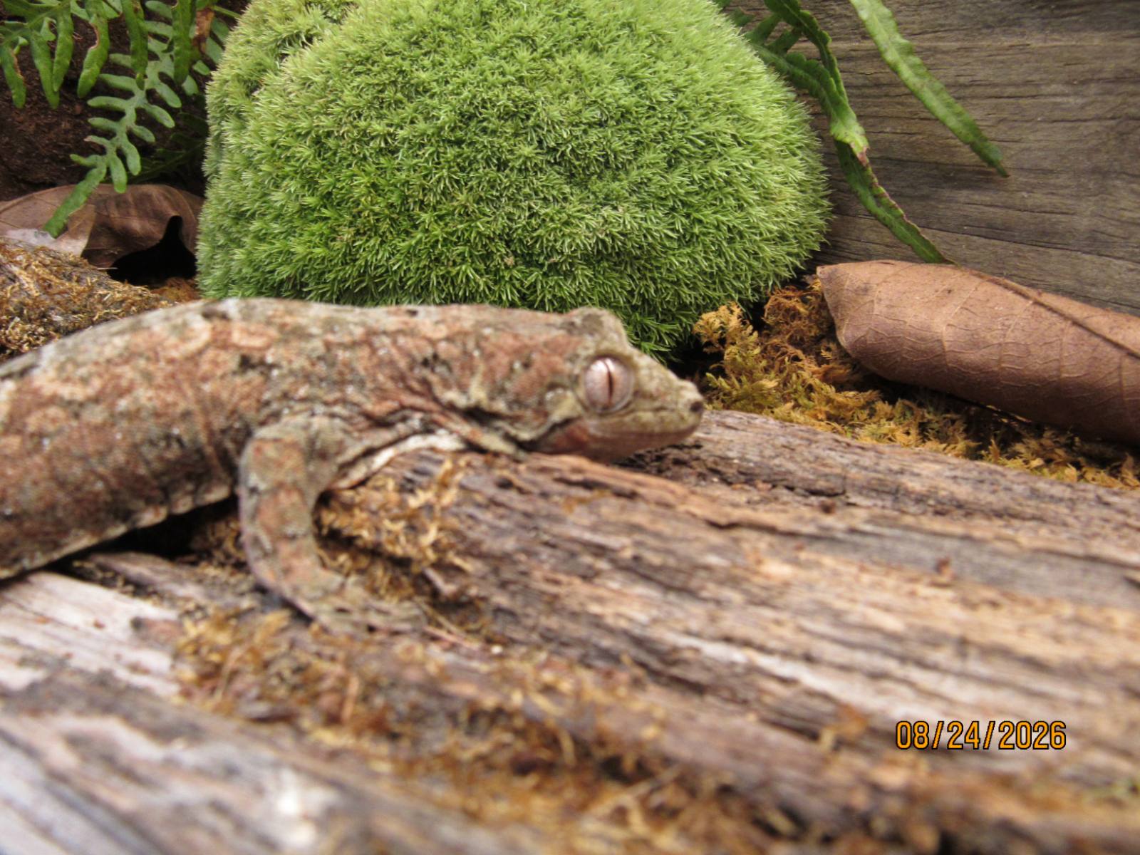 animal image