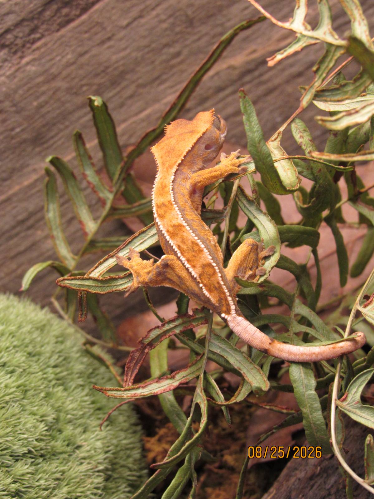 animal image