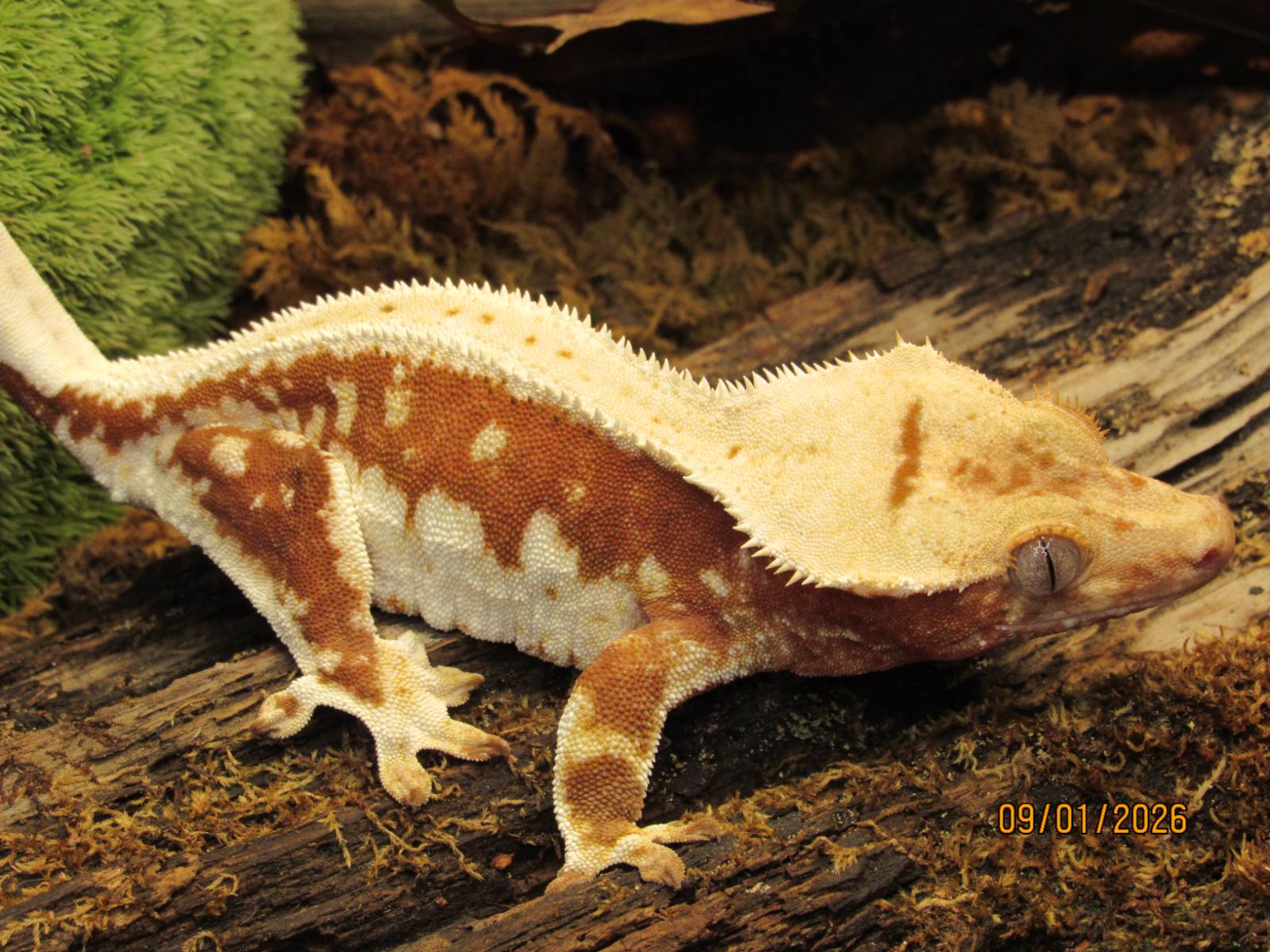 animal image