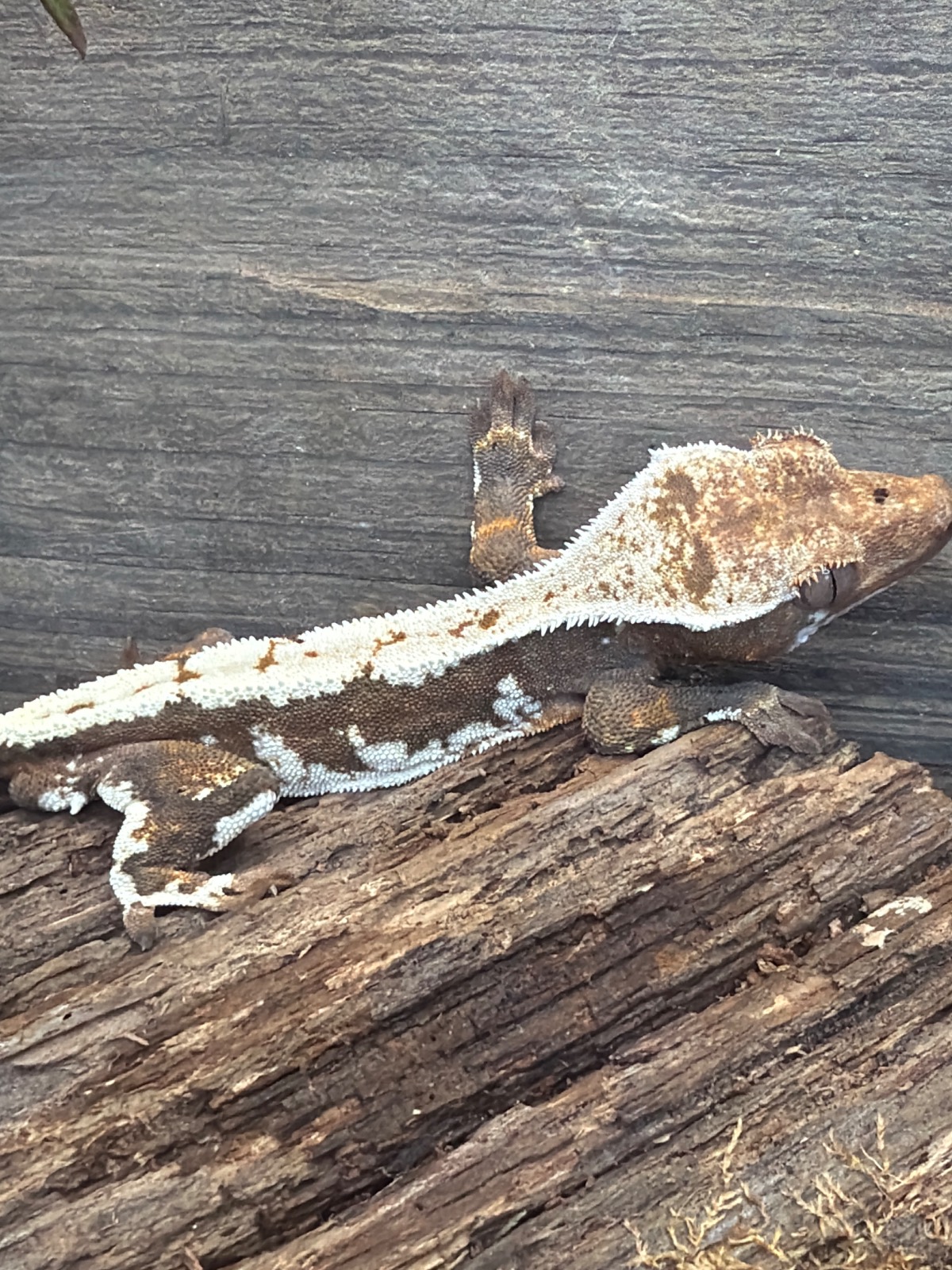 animal image