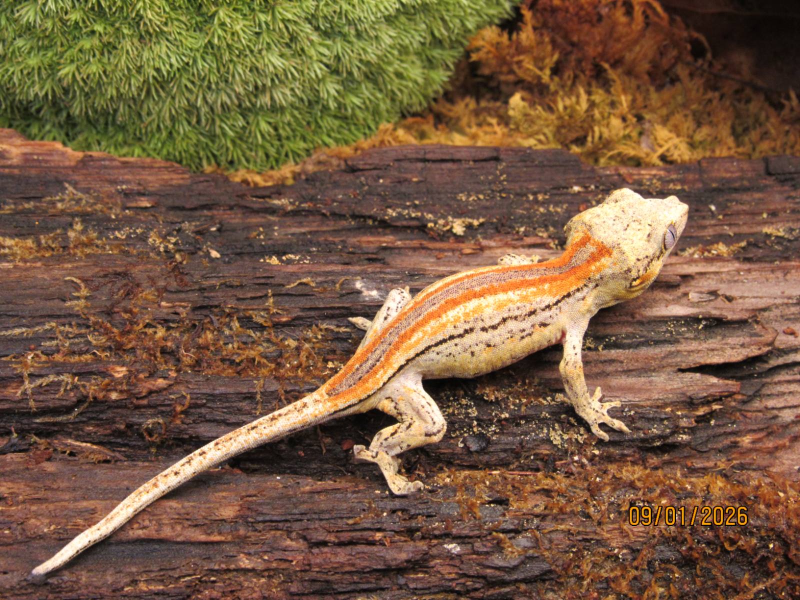 animal image