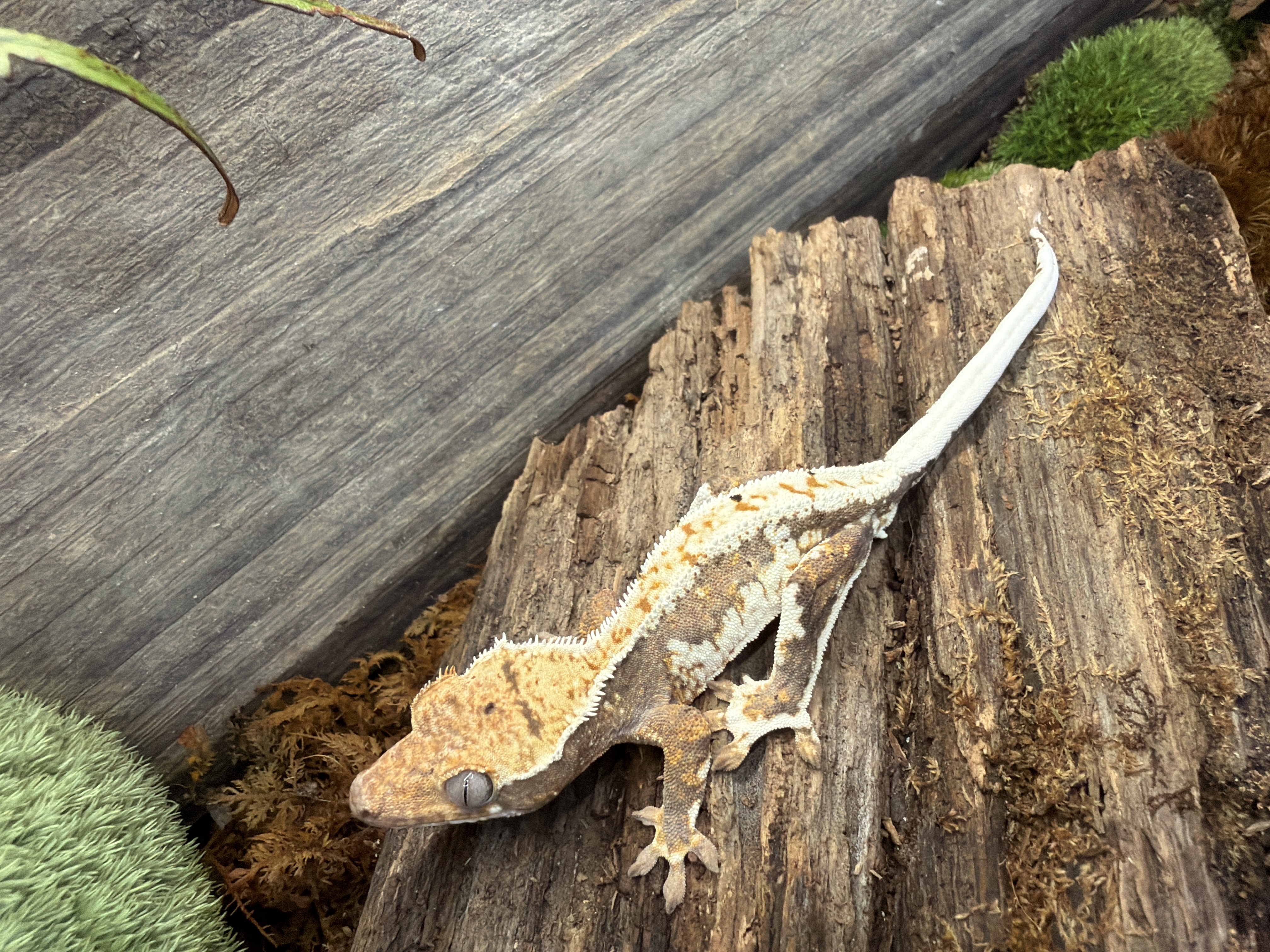 animal image