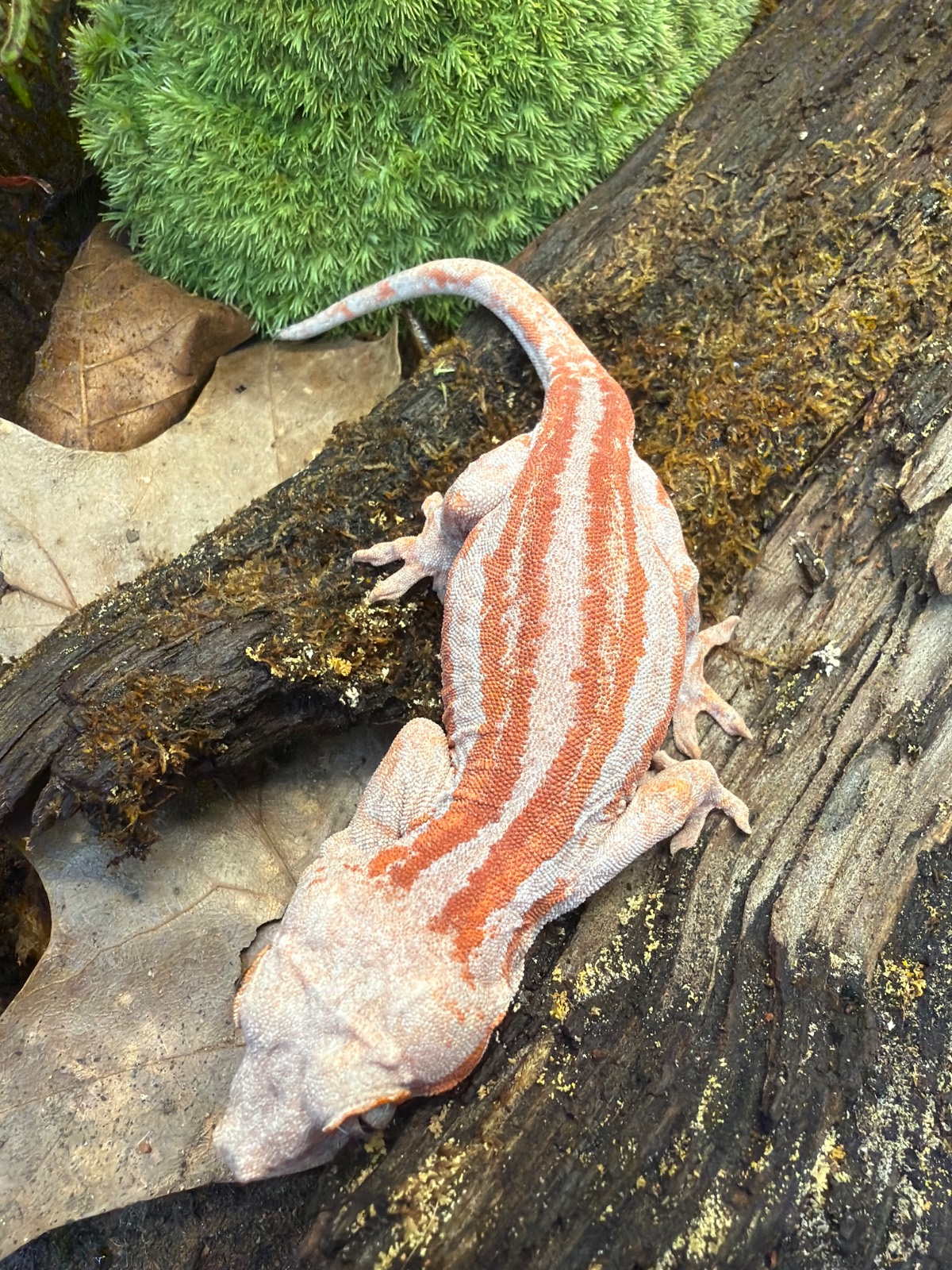 animal image