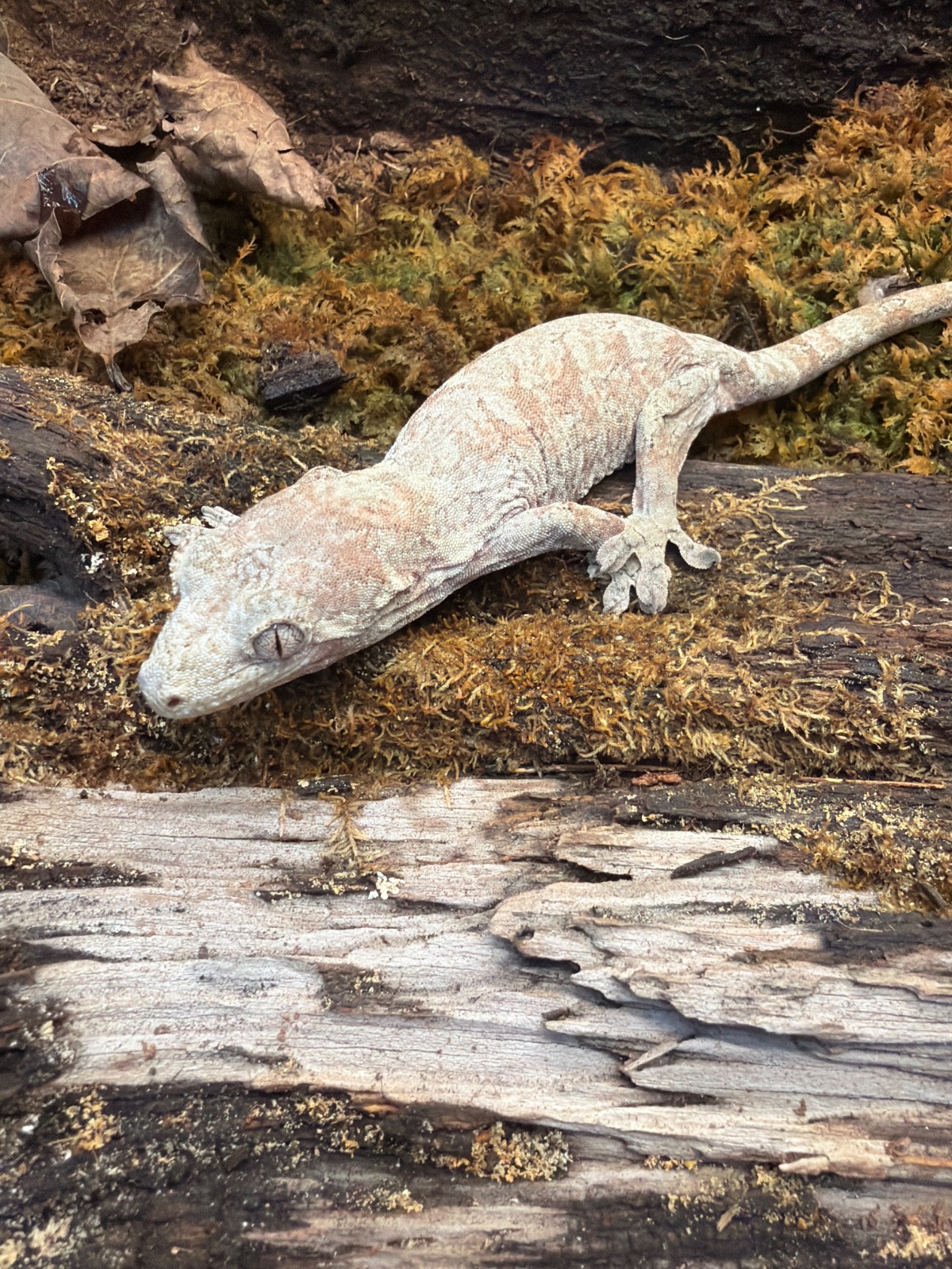 animal image