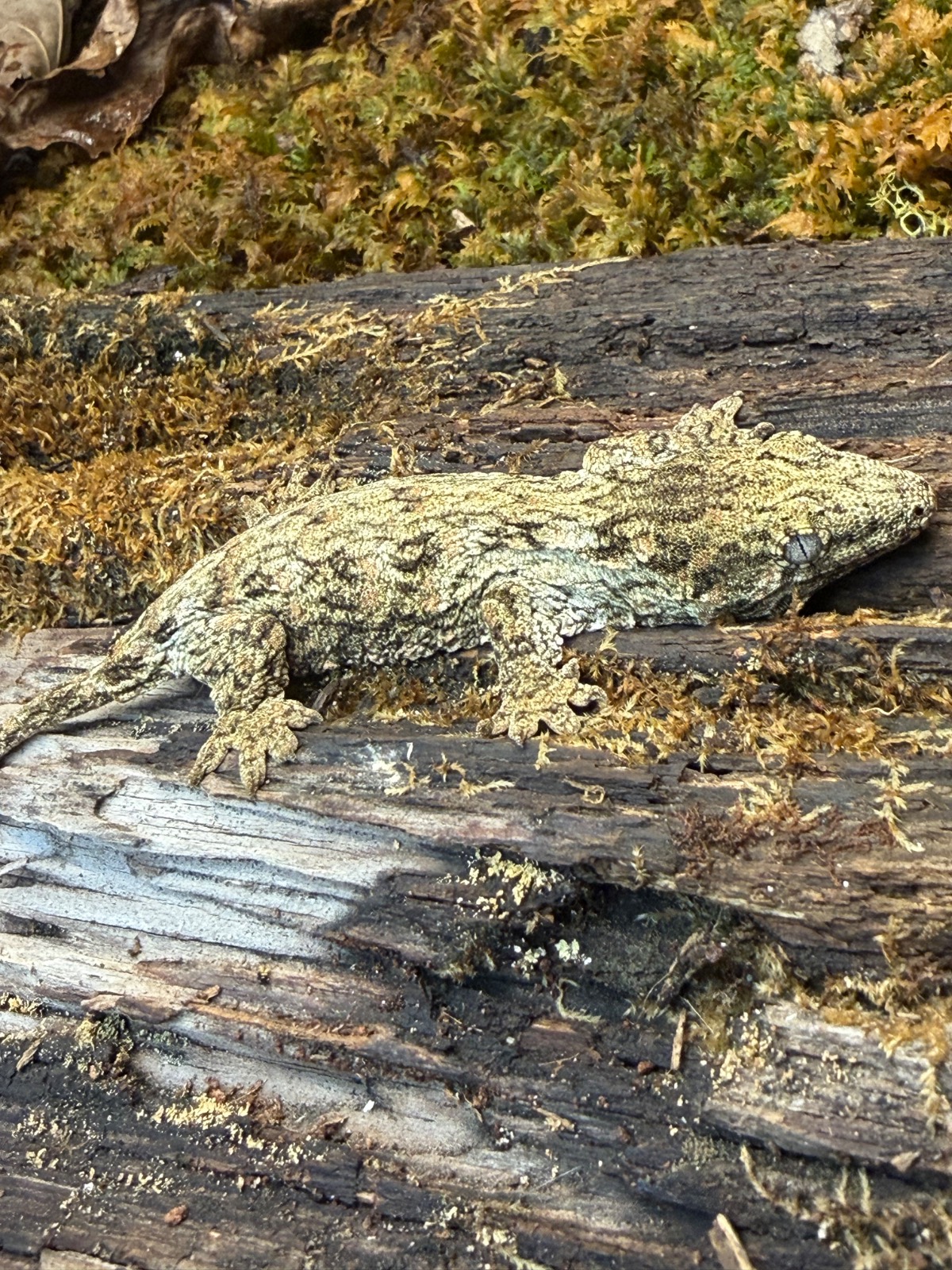 animal image