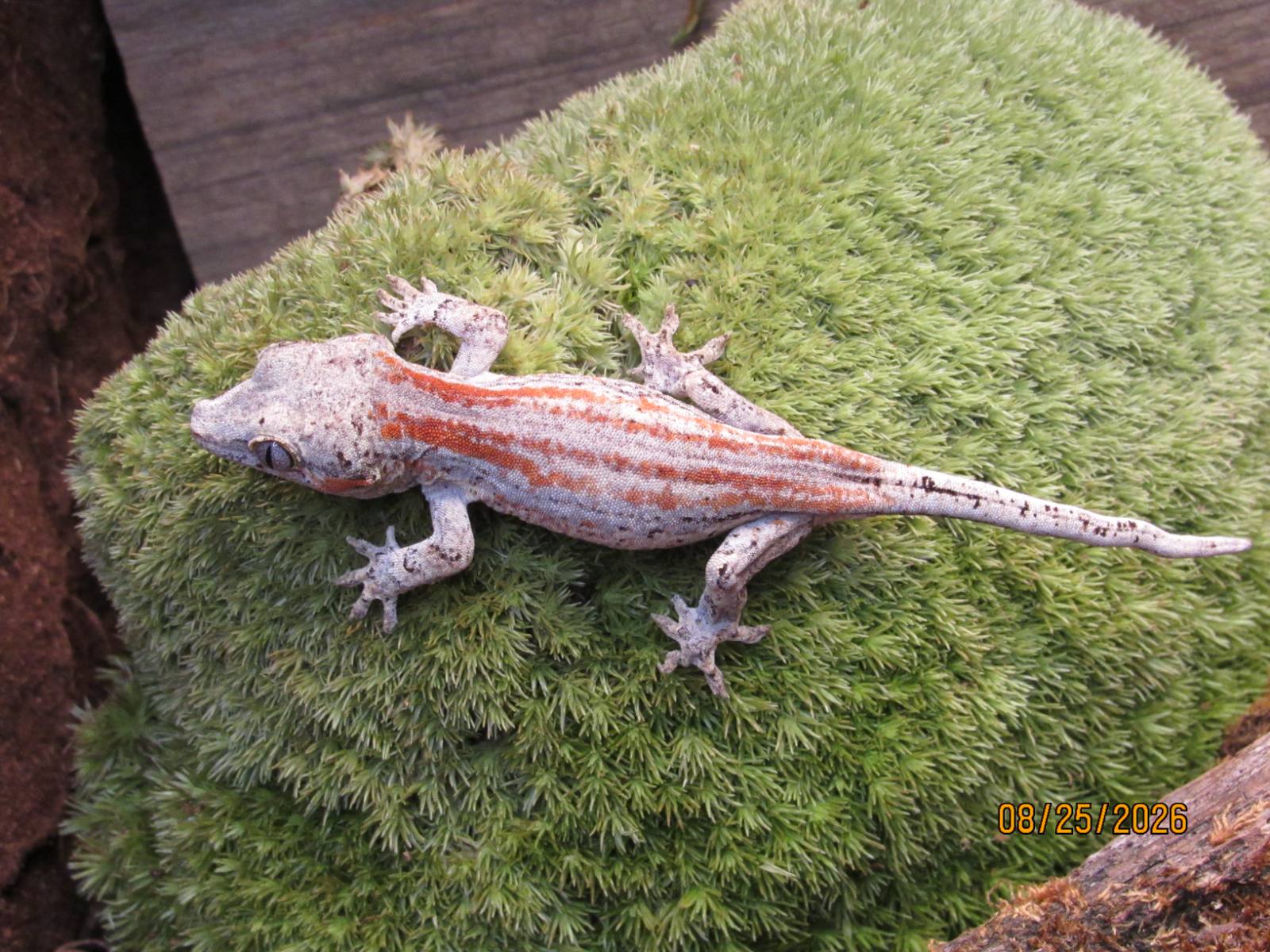 animal image