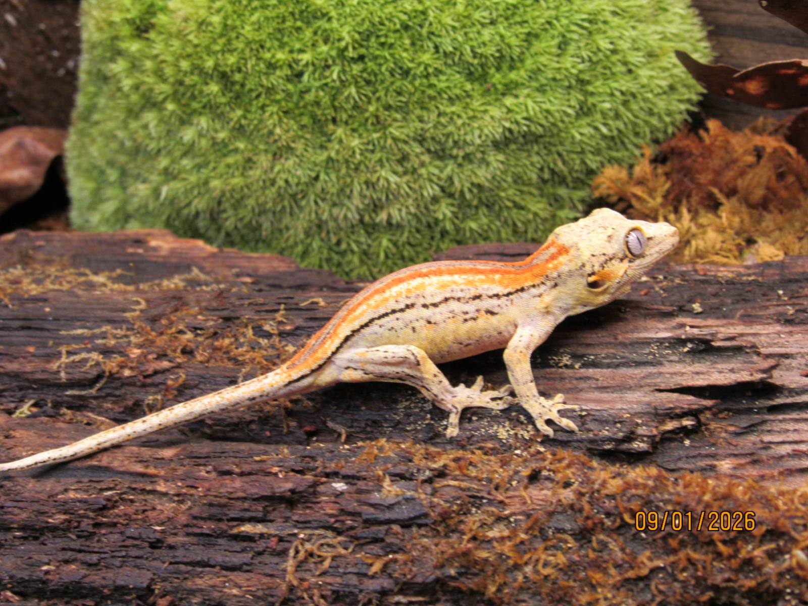animal image